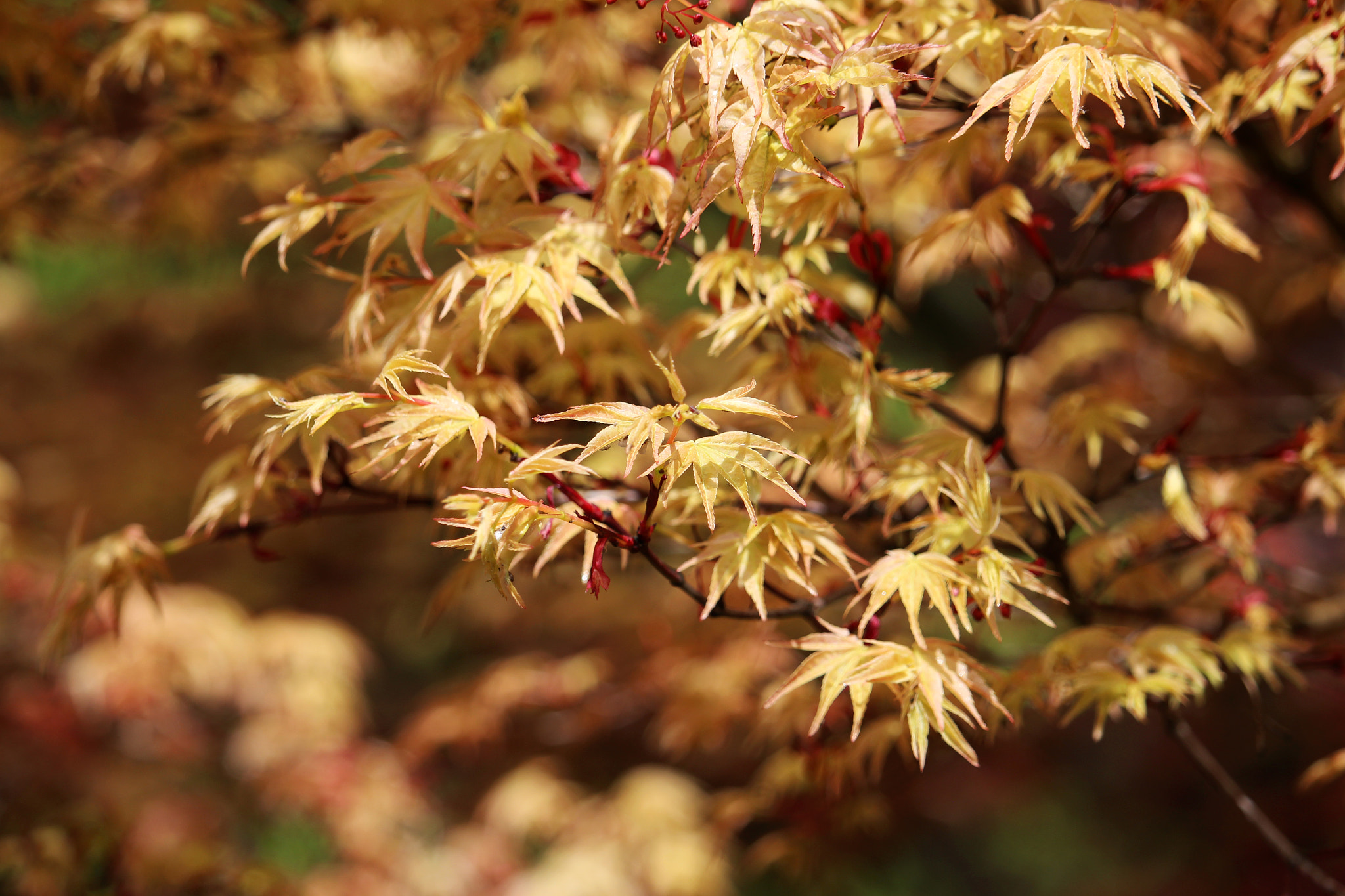 Canon EOS 100D (EOS Rebel SL1 / EOS Kiss X7) sample photo. Maple tree / portland photography