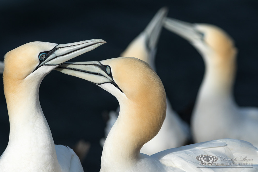 Canon EOS 7D Mark II + Canon EF 300mm F4L IS USM sample photo. Two couples of mating gannets photography