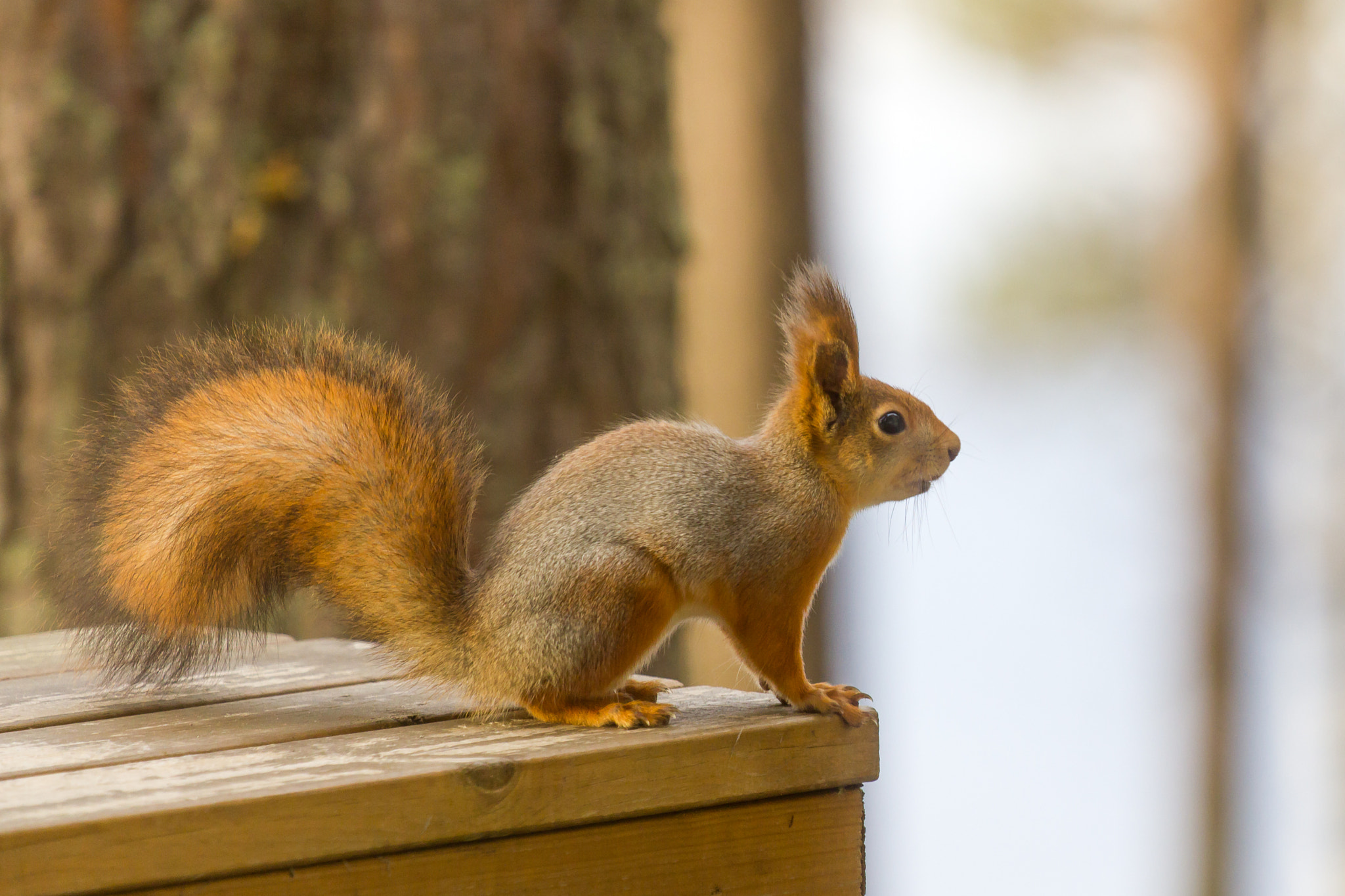 Canon EOS 550D (EOS Rebel T2i / EOS Kiss X4) + Canon EF 70-200mm F4L IS USM sample photo. A squirrel photography