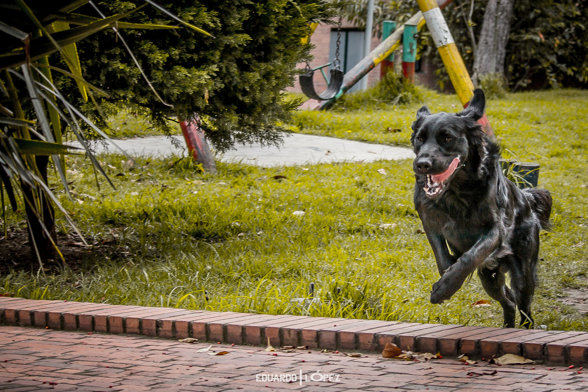 Canon EF-S 55-250mm F4-5.6 IS STM sample photo. Img photography