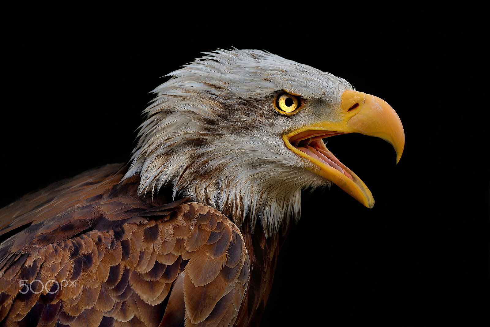 Sigma 150-600mm F5-6.3 DG OS HSM | S sample photo. You talking to me? photography
