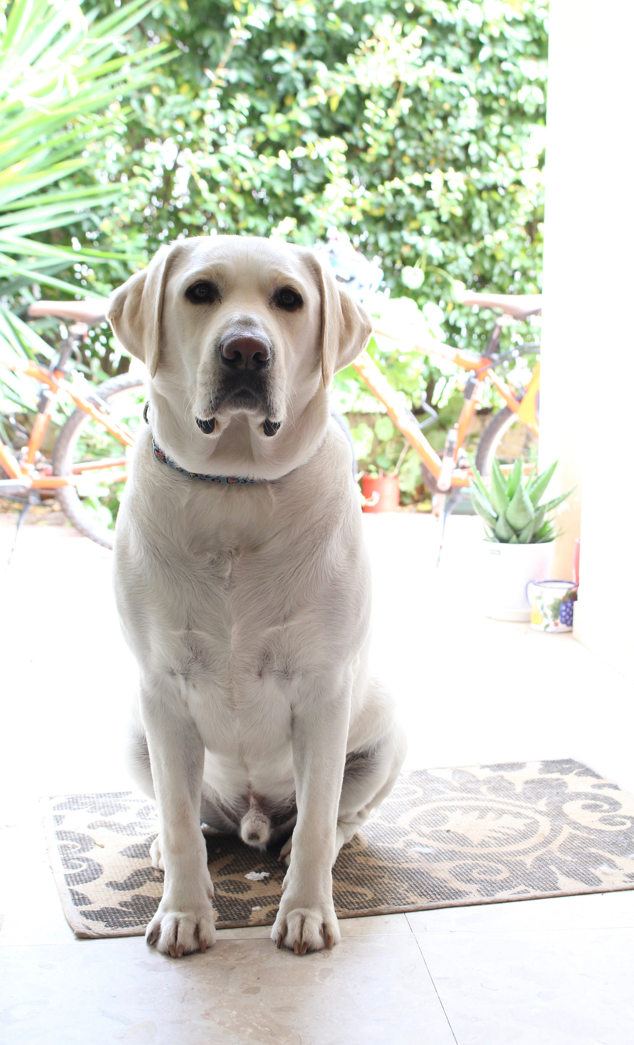 Canon EOS 700D (EOS Rebel T5i / EOS Kiss X7i) sample photo. Adopt photography