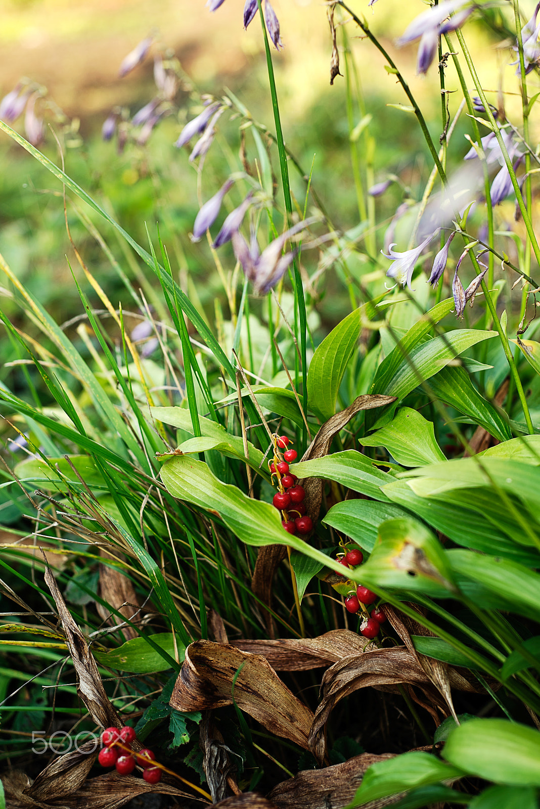 Nikon D810 + Nikon AF Nikkor 50mm F1.8D sample photo. Red berries photography