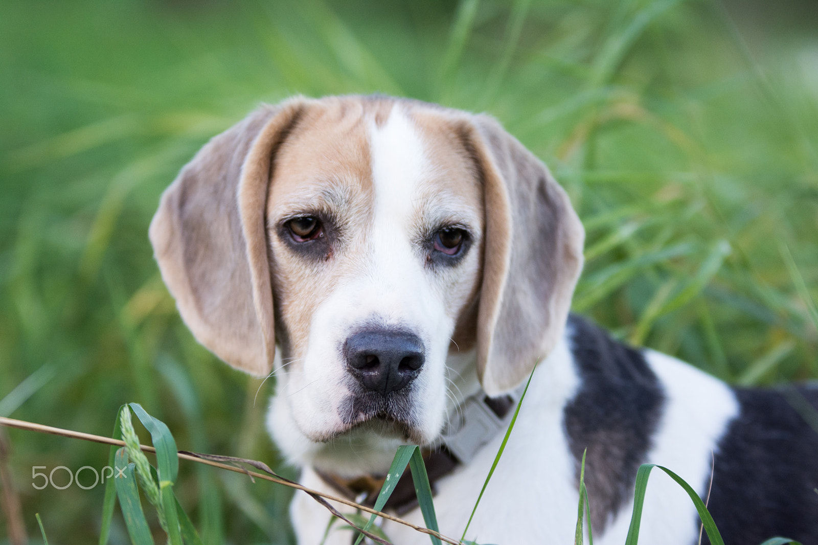 Sigma 70-200mm F2.8 EX DG OS HSM sample photo. Beagle photography