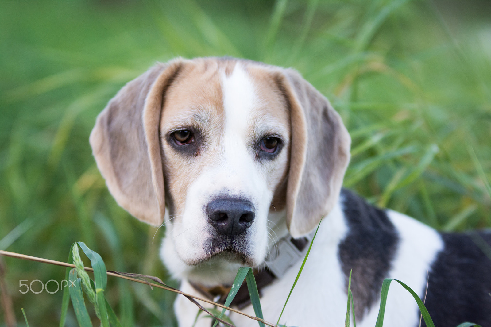 Nikon D7100 + Sigma 70-200mm F2.8 EX DG OS HSM sample photo. Beagle photography