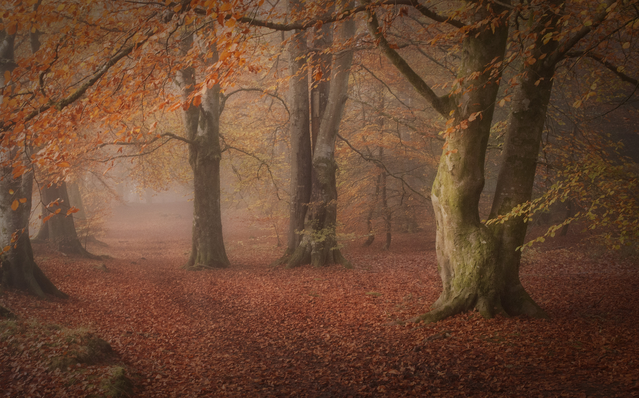 Nikon D300 sample photo. Autumn in the beechwood photography
