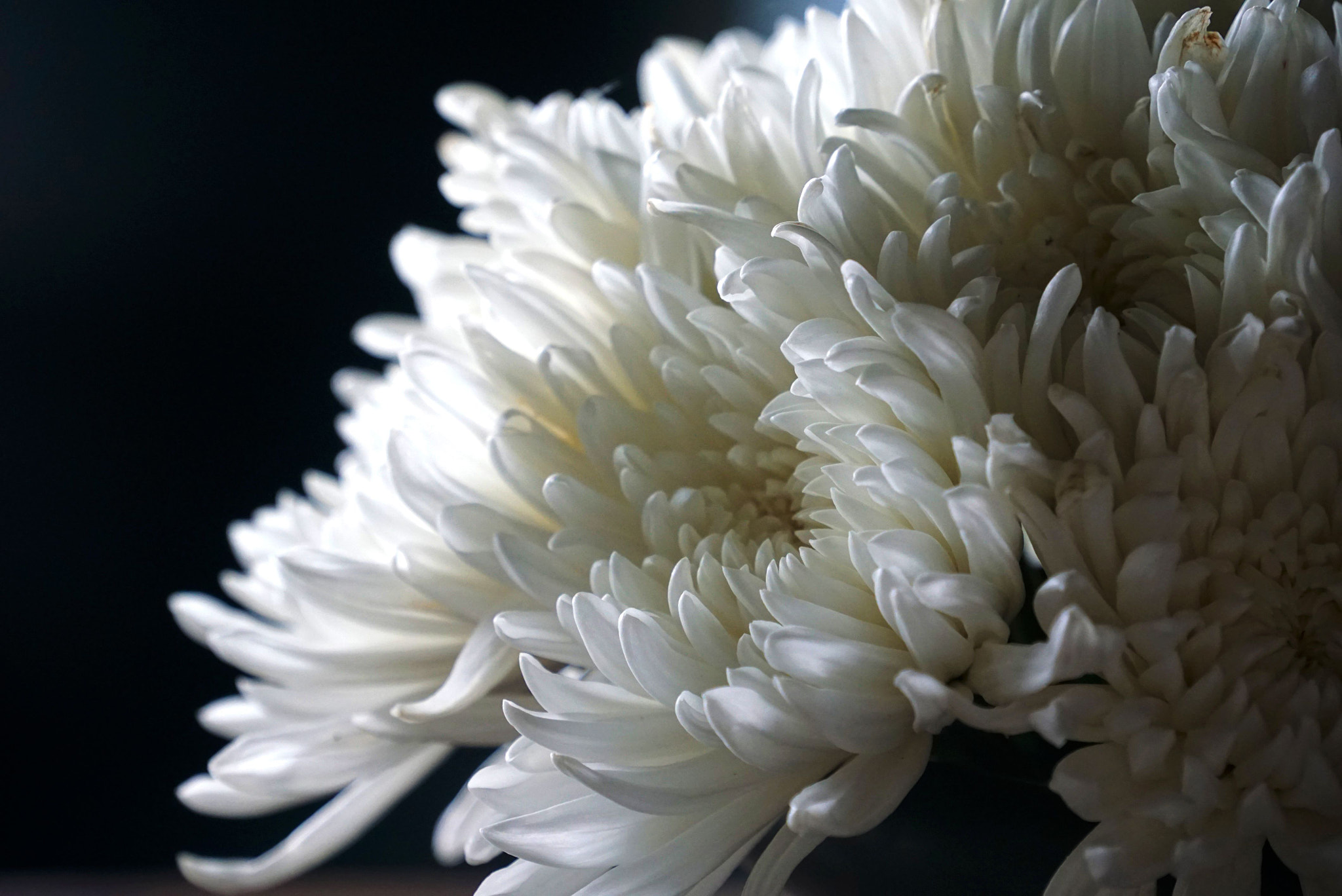 Sony a6000 + Sony E 18-200mm F3.5-6.3 OSS sample photo. White chrysanthemum photography