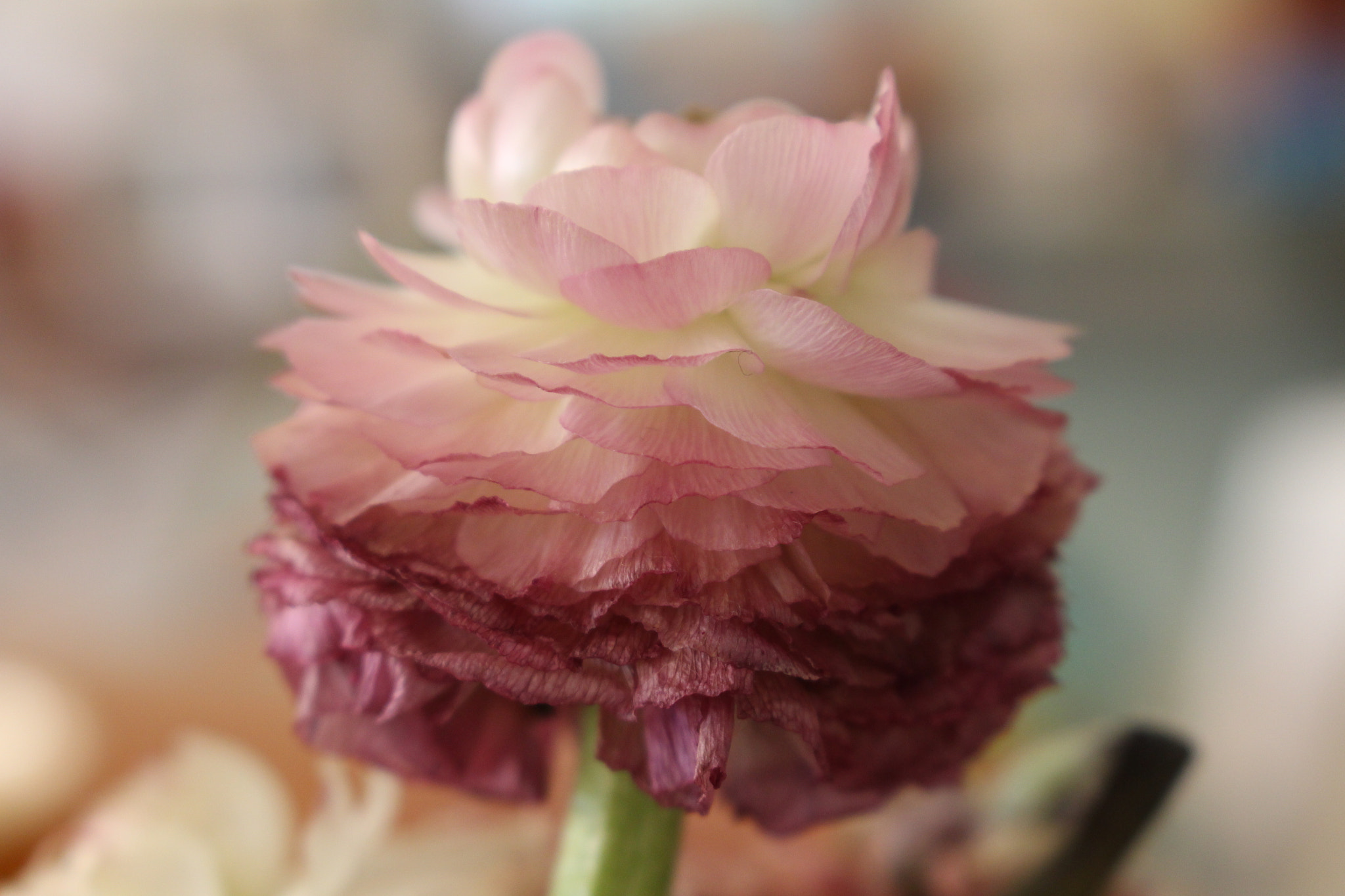 Canon EOS 700D (EOS Rebel T5i / EOS Kiss X7i) sample photo. Flower, pink photography