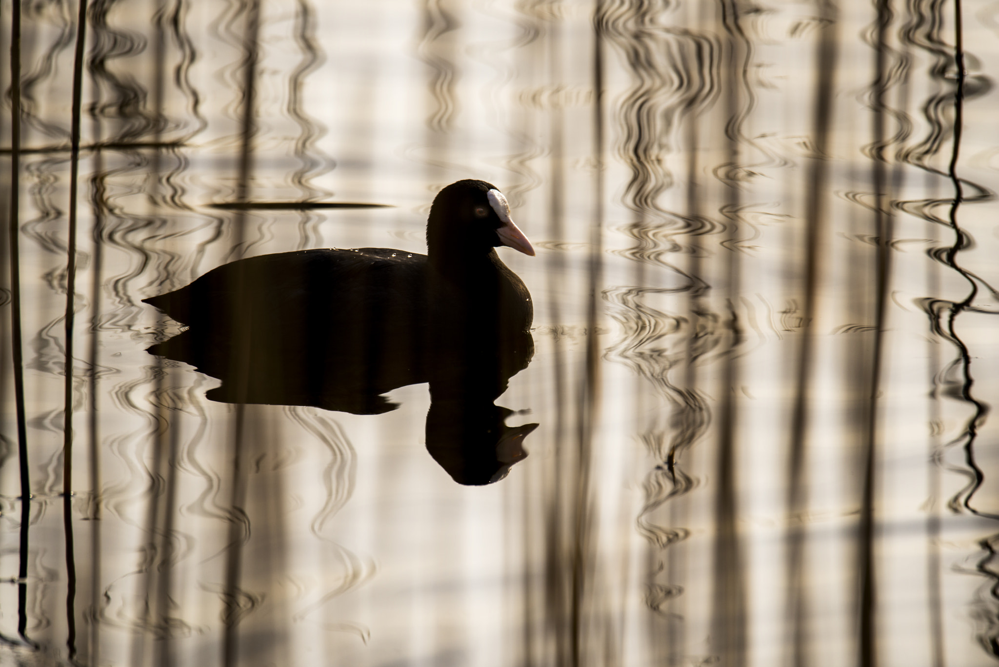 Sigma 150-600mm F5-6.3 DG OS HSM | S sample photo. Fulica atra photography