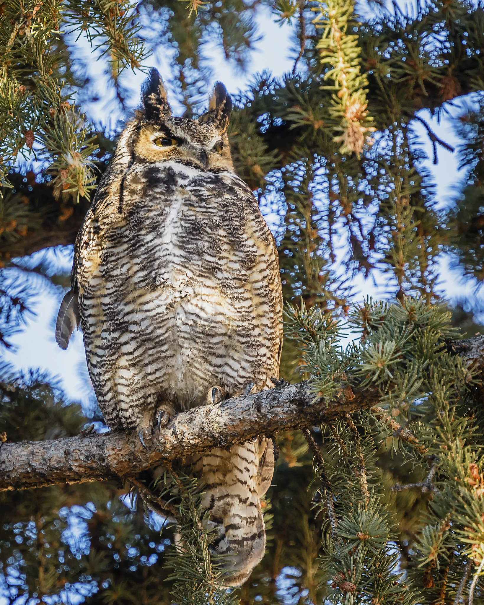 Canon EOS 5D Mark IV + Canon EF 400mm F4 DO IS II USM sample photo. Great horned owl roost photography