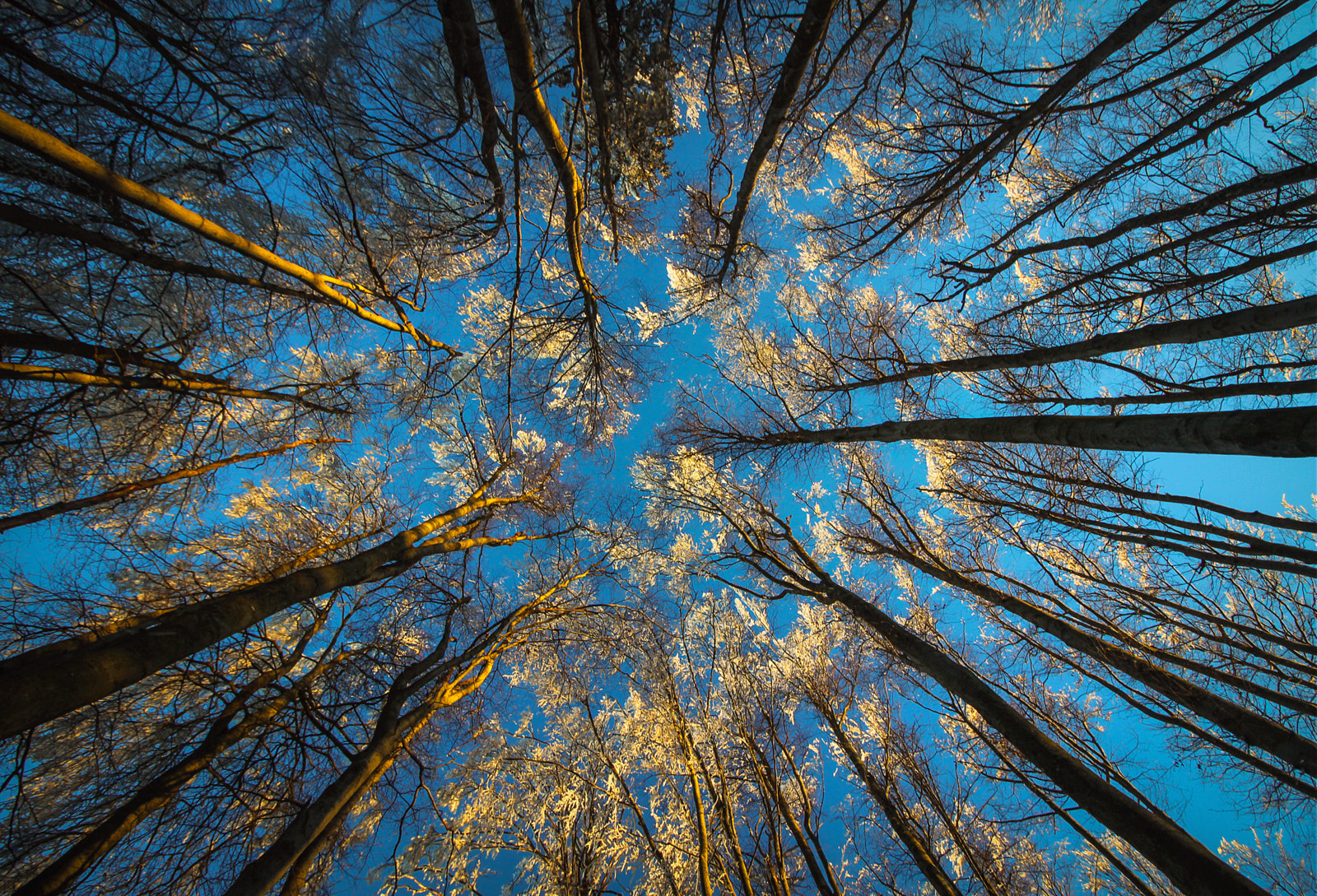 Canon EOS 50D sample photo. Look up! photography