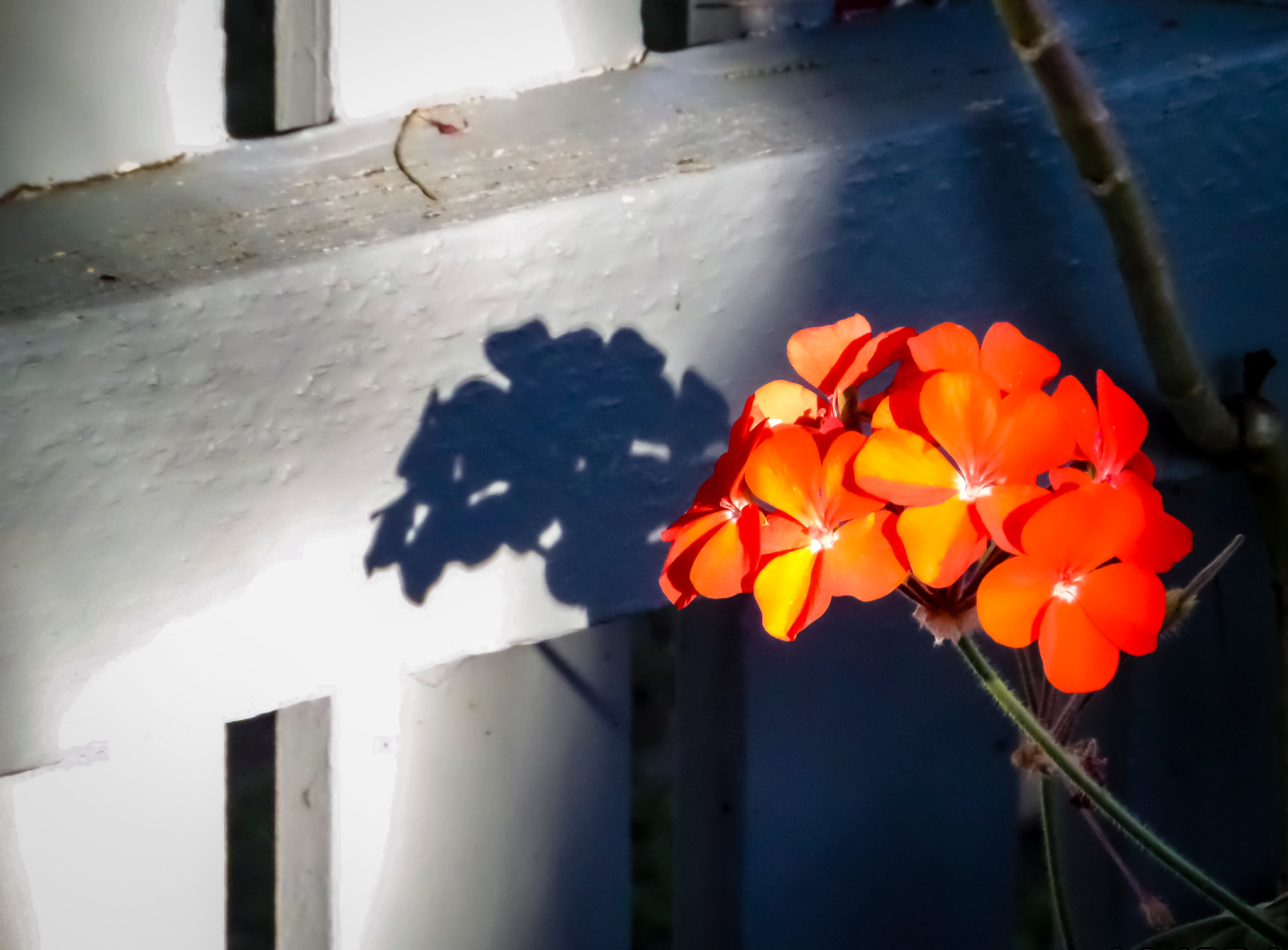 Samsung WB250F/WB251F/WB252F sample photo. Shade photography