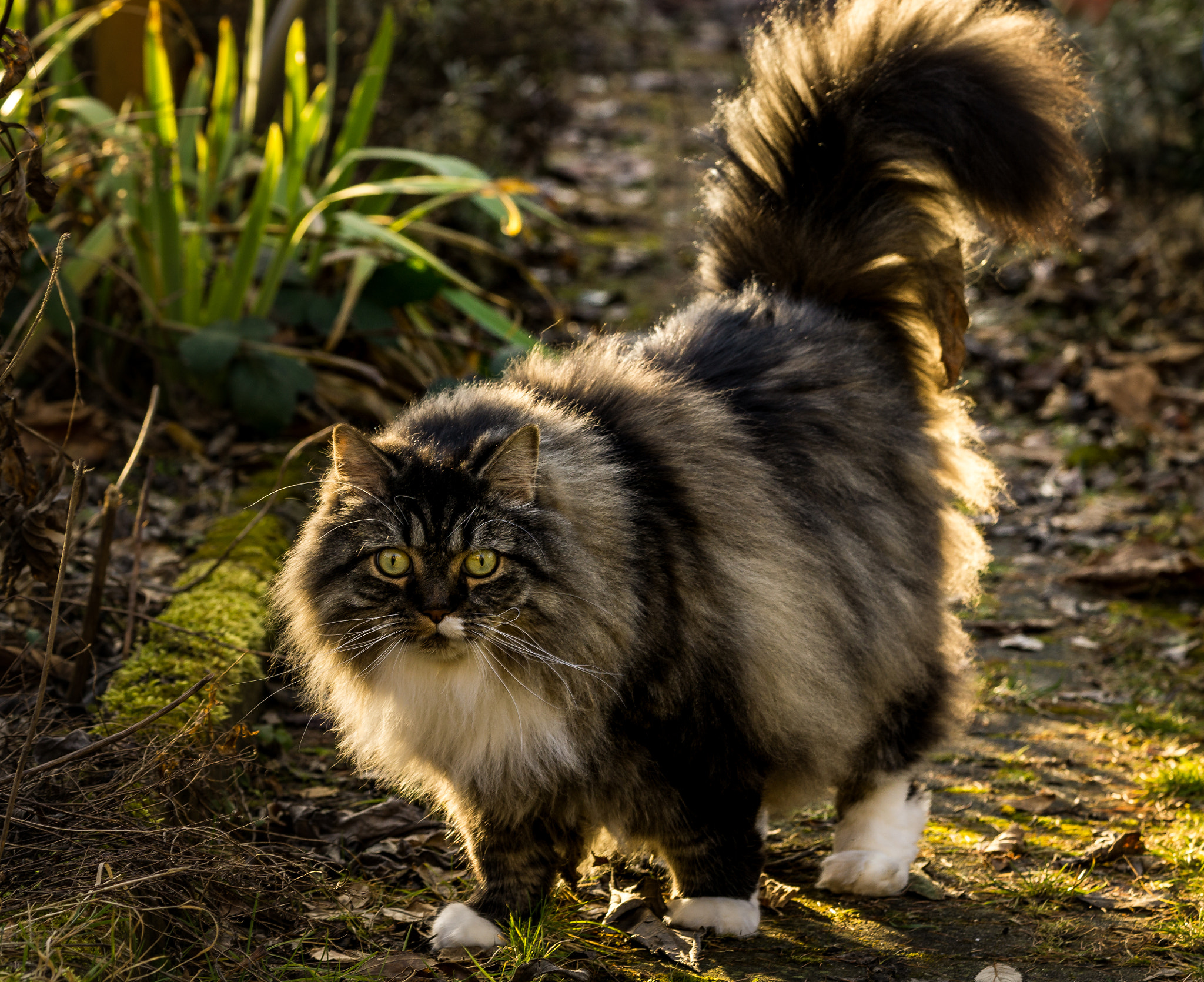 Sony a6000 + Sony FE 90mm F2.8 Macro G OSS sample photo. Paddy again photography