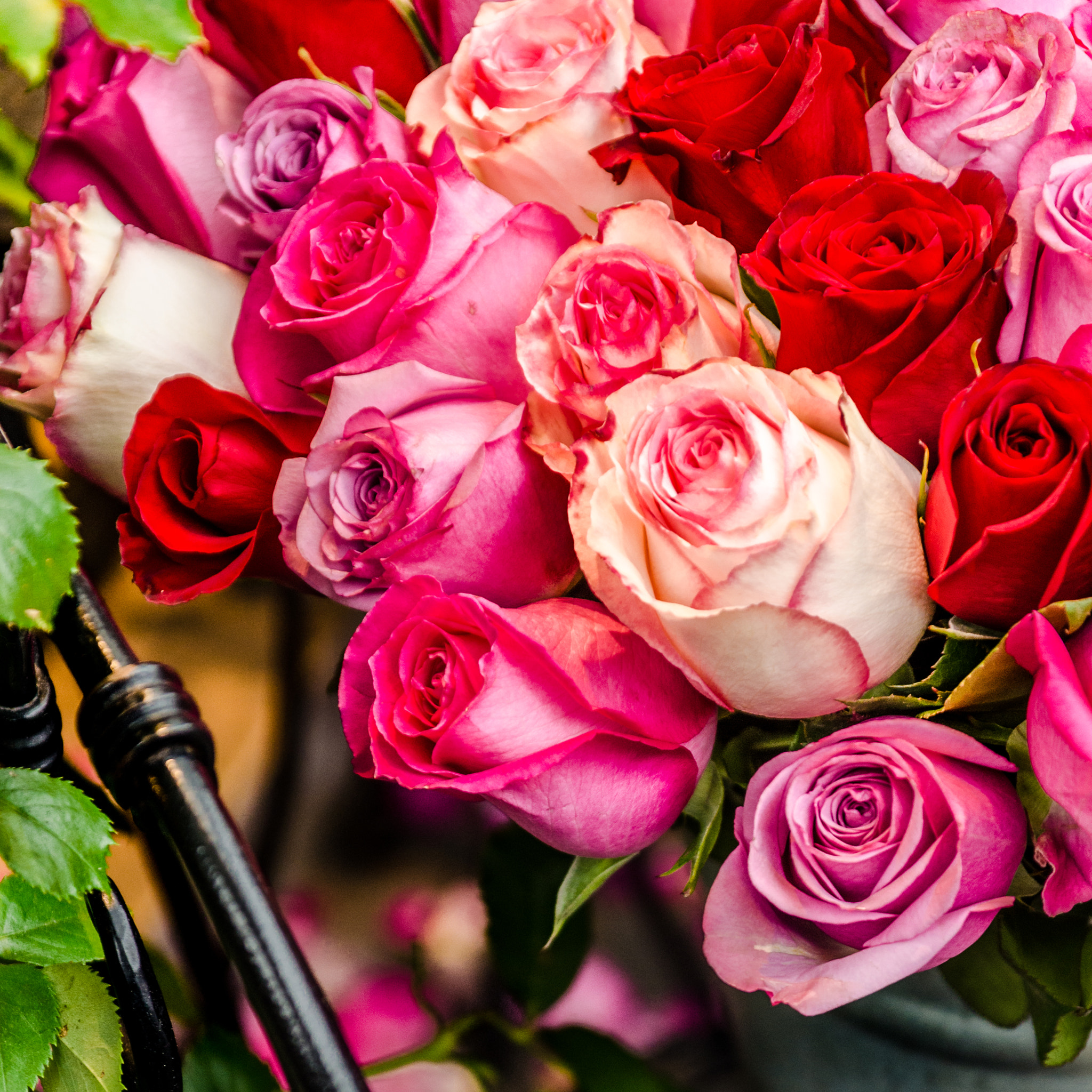 Sigma 17-70mm F2.8-4 DC Macro OS HSM sample photo. Roses photography