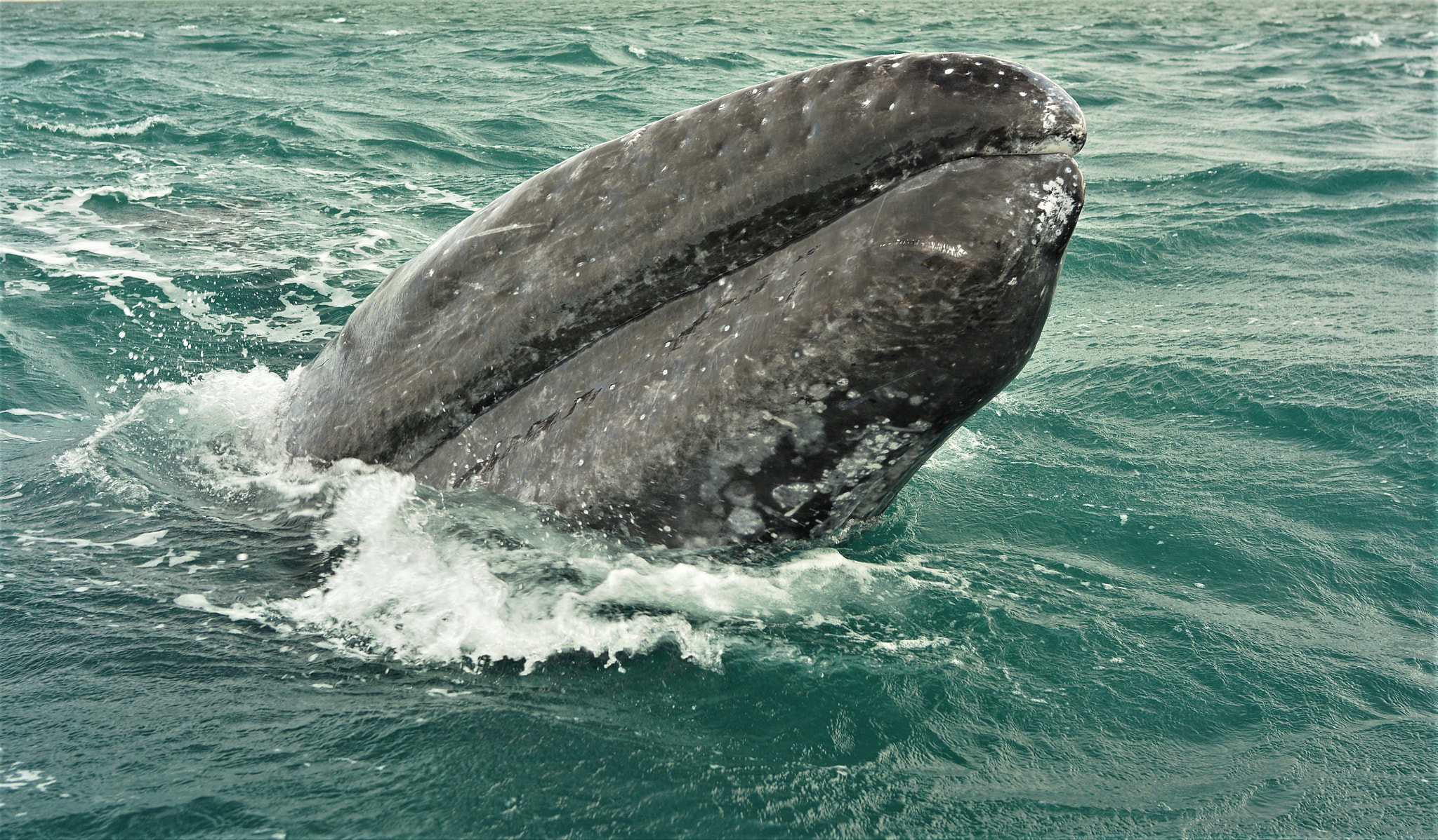 Nikon D7100 sample photo. Gray  whale  head-(rostrum) photography