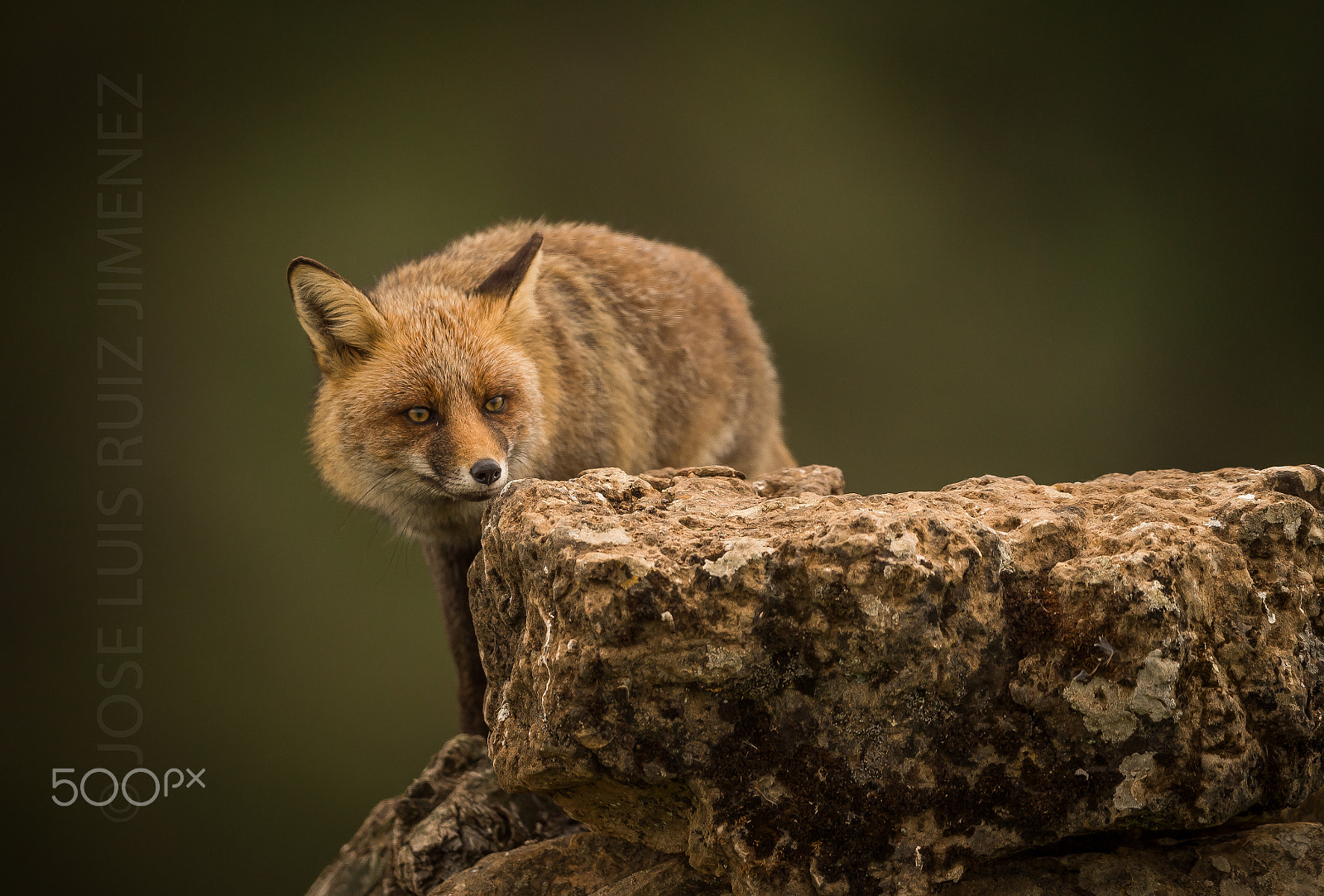Nikon AF-S Nikkor 600mm F4E FL ED VR sample photo. Fox photography