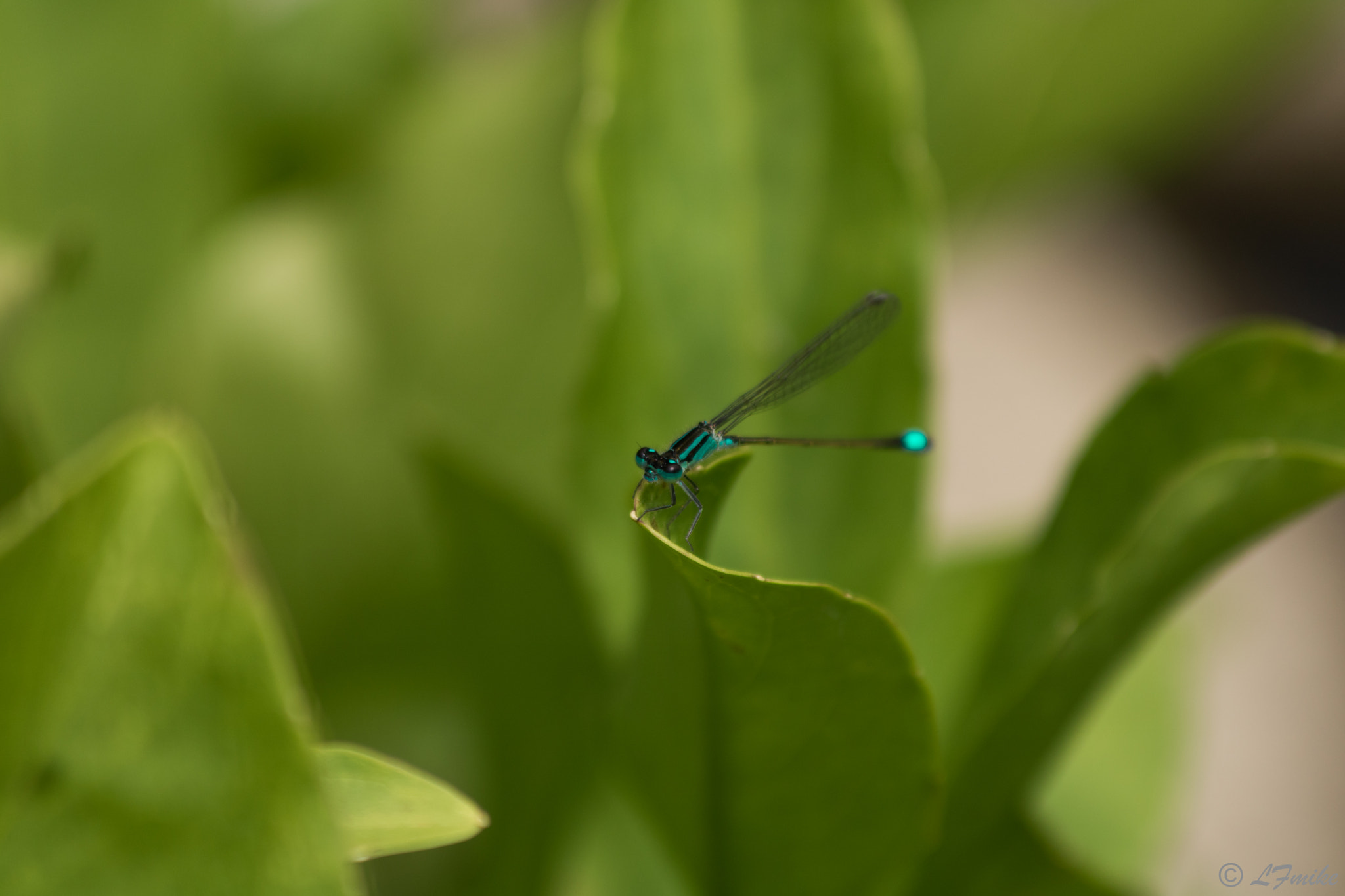 Canon EOS 760D (EOS Rebel T6s / EOS 8000D) sample photo. Dragonfly photography