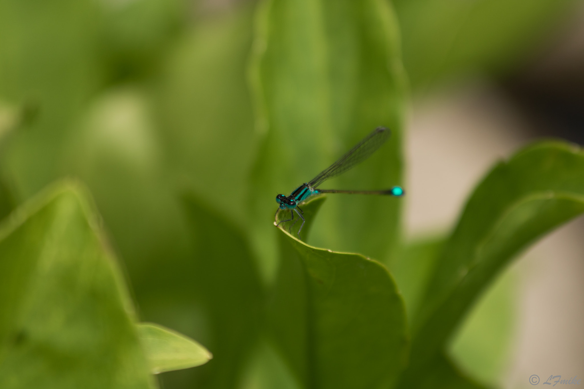 Canon EF 70-300mm F4-5.6 IS USM sample photo. Dragonfly photography