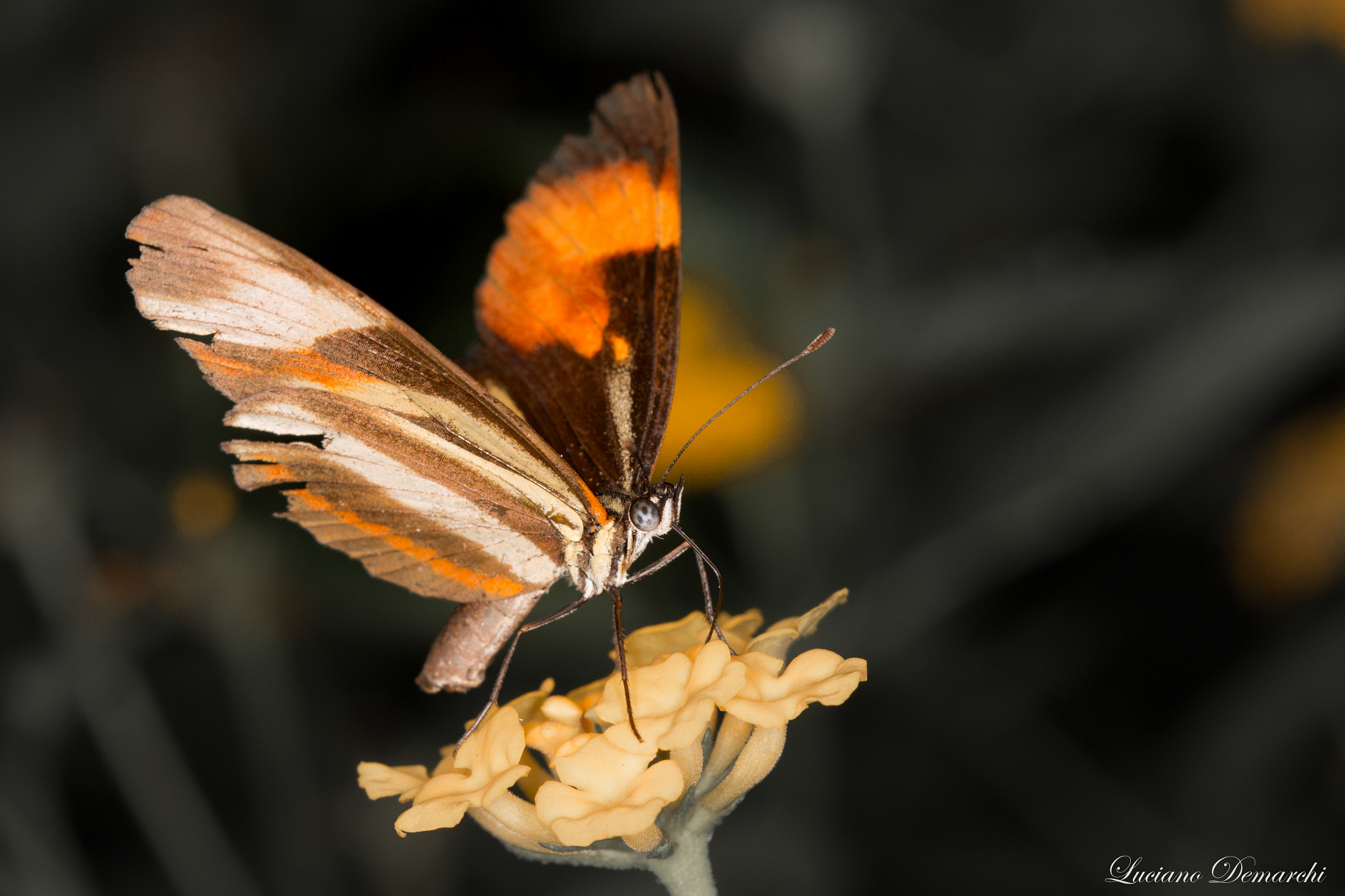 Canon EF 100mm F2.8 Macro USM sample photo. Butterfly photography