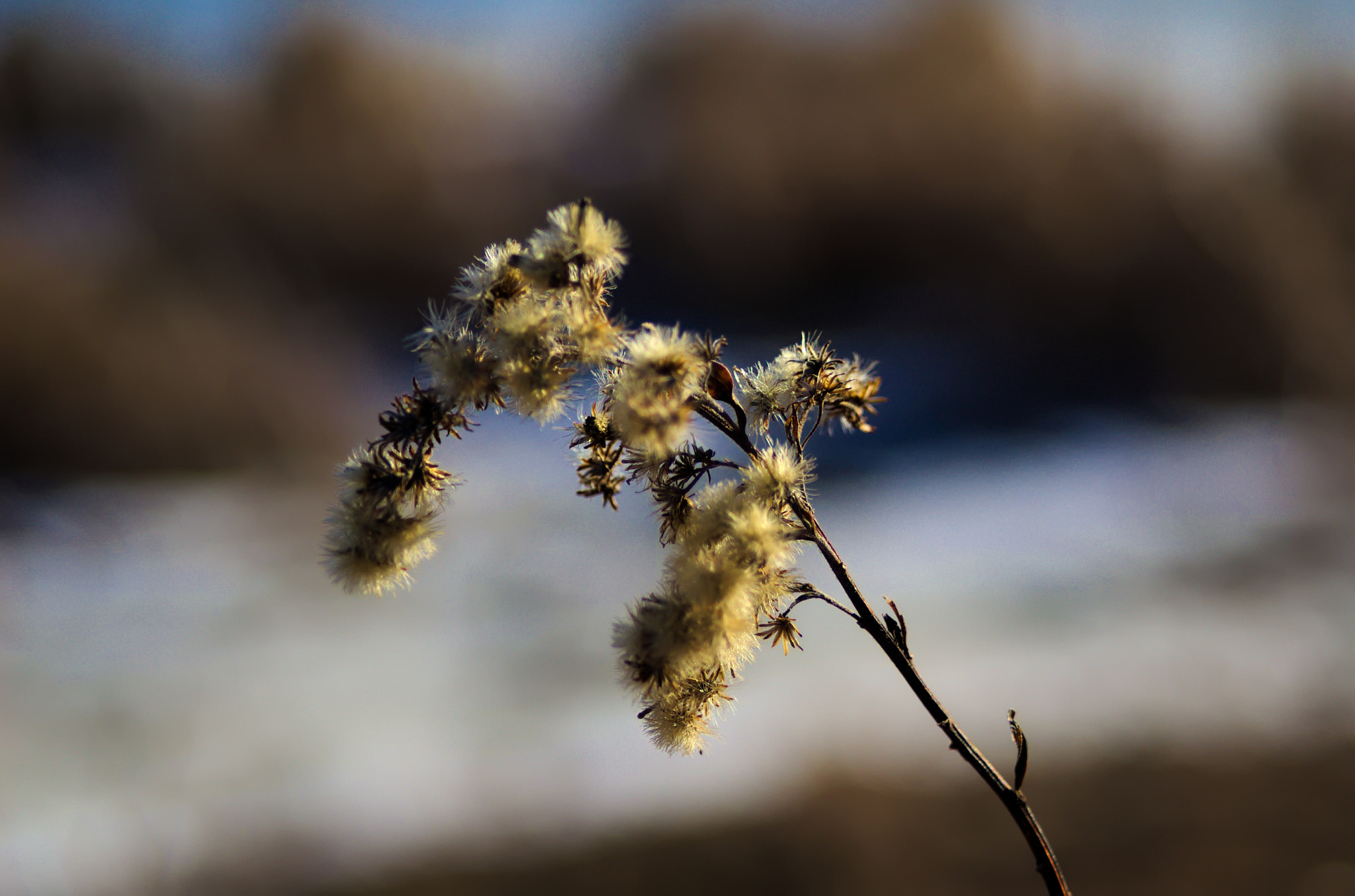 Nikon D50 sample photo. Winter plant photography