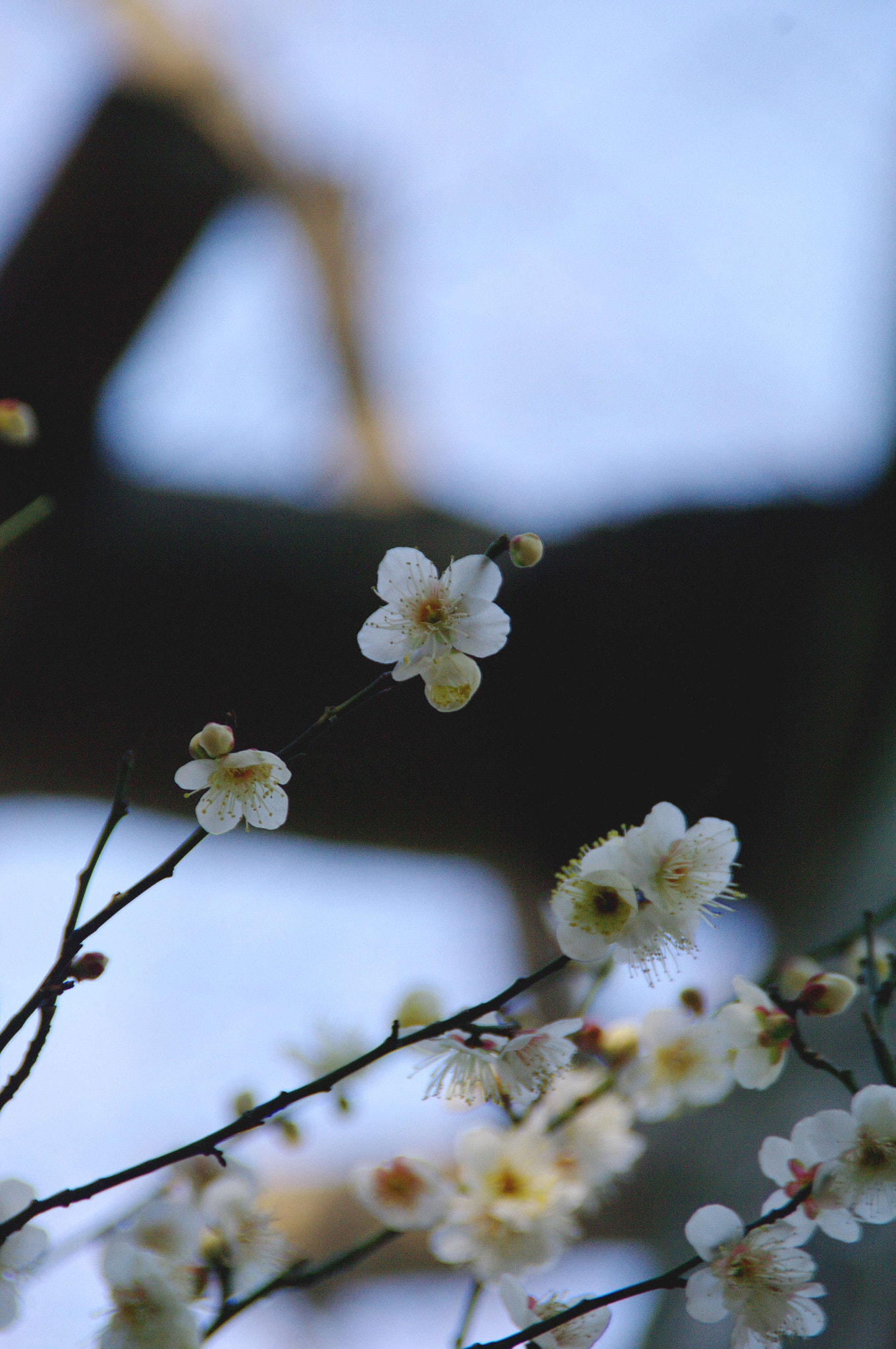 Pentax K20D sample photo. Japanese apricot tree photography