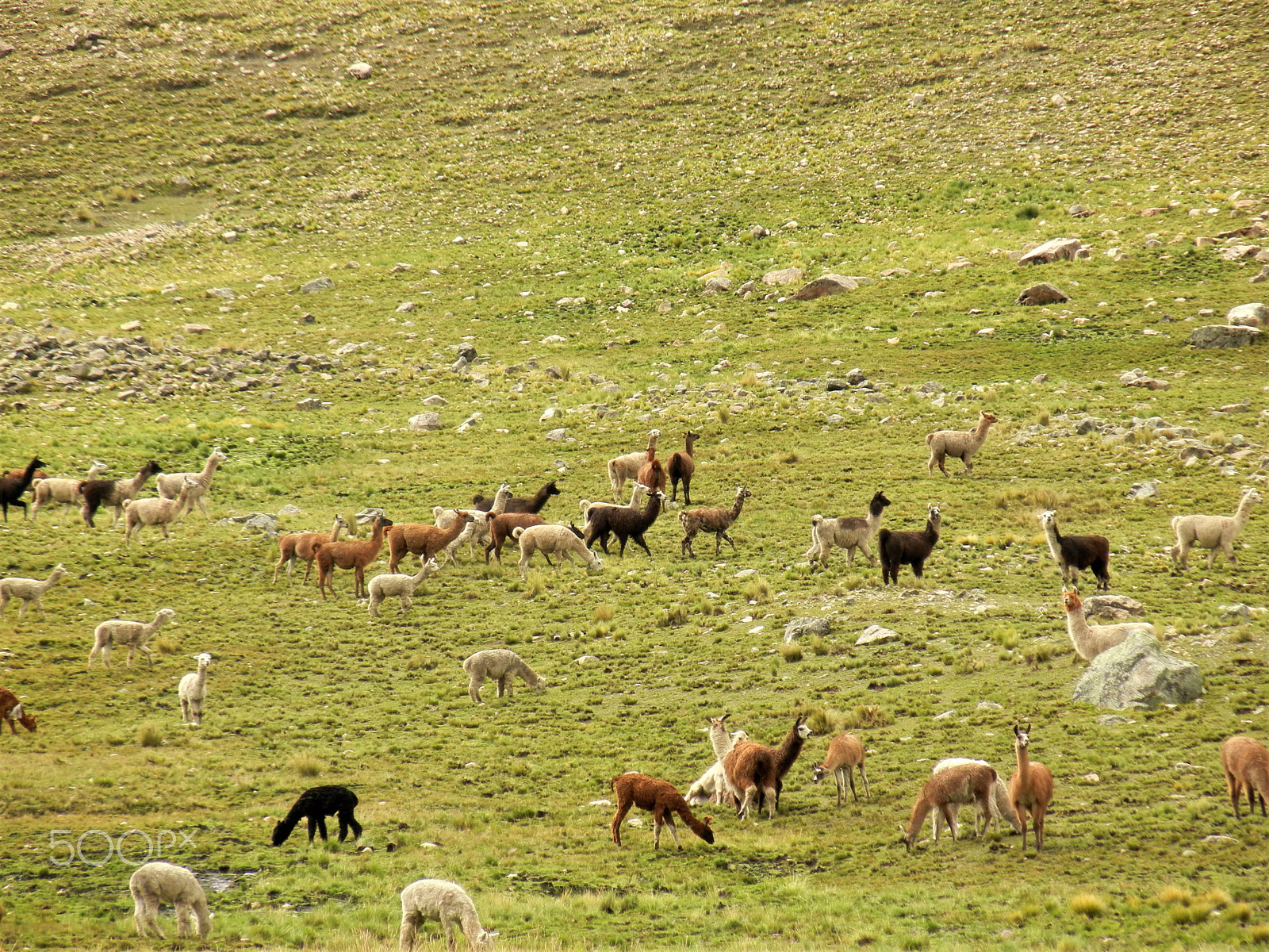 Nikon Coolpix S8100 sample photo. Llamas in peru photography