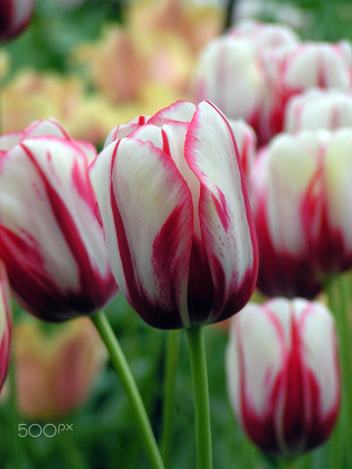 KONICA MINOLTA DiMAGE Z1 sample photo. Tulips photography