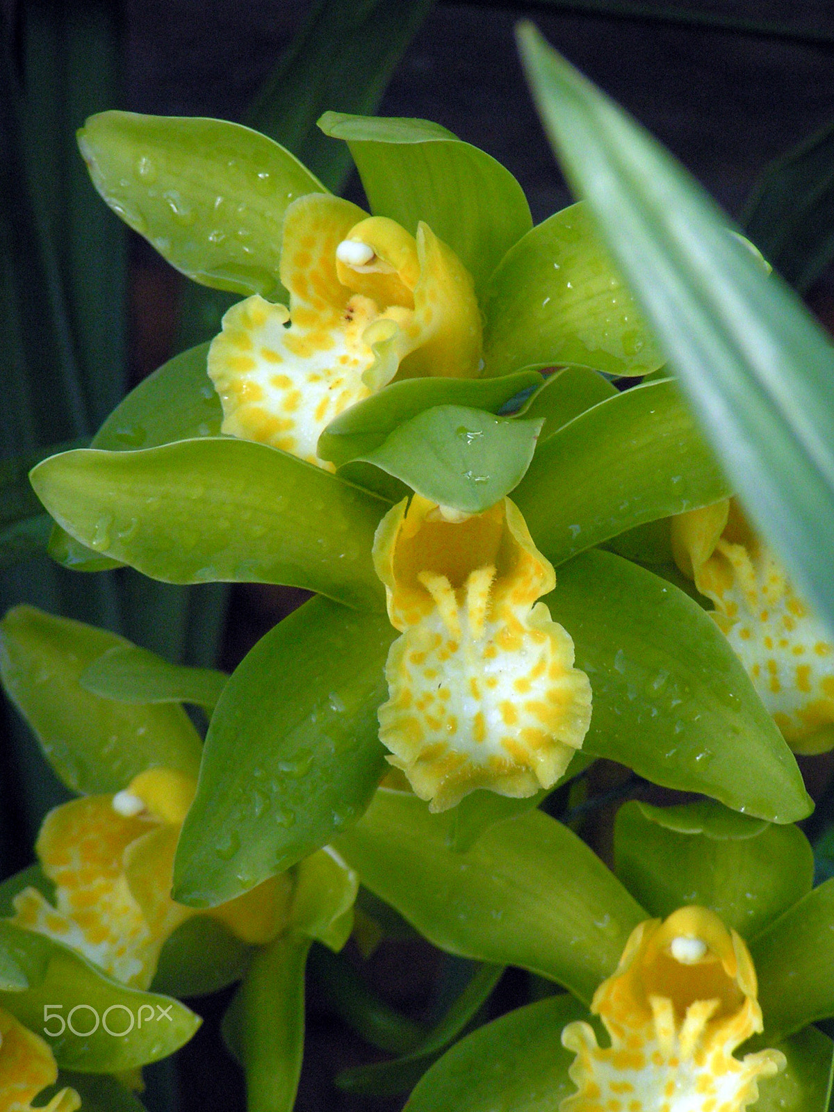 KONICA MINOLTA DiMAGE Z1 sample photo. Orchids photography