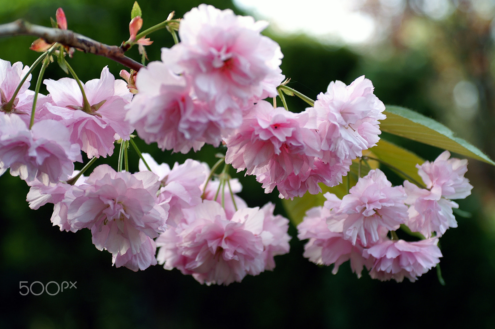 KONICA MINOLTA DYNAX 5D sample photo. Cherry blossom photography