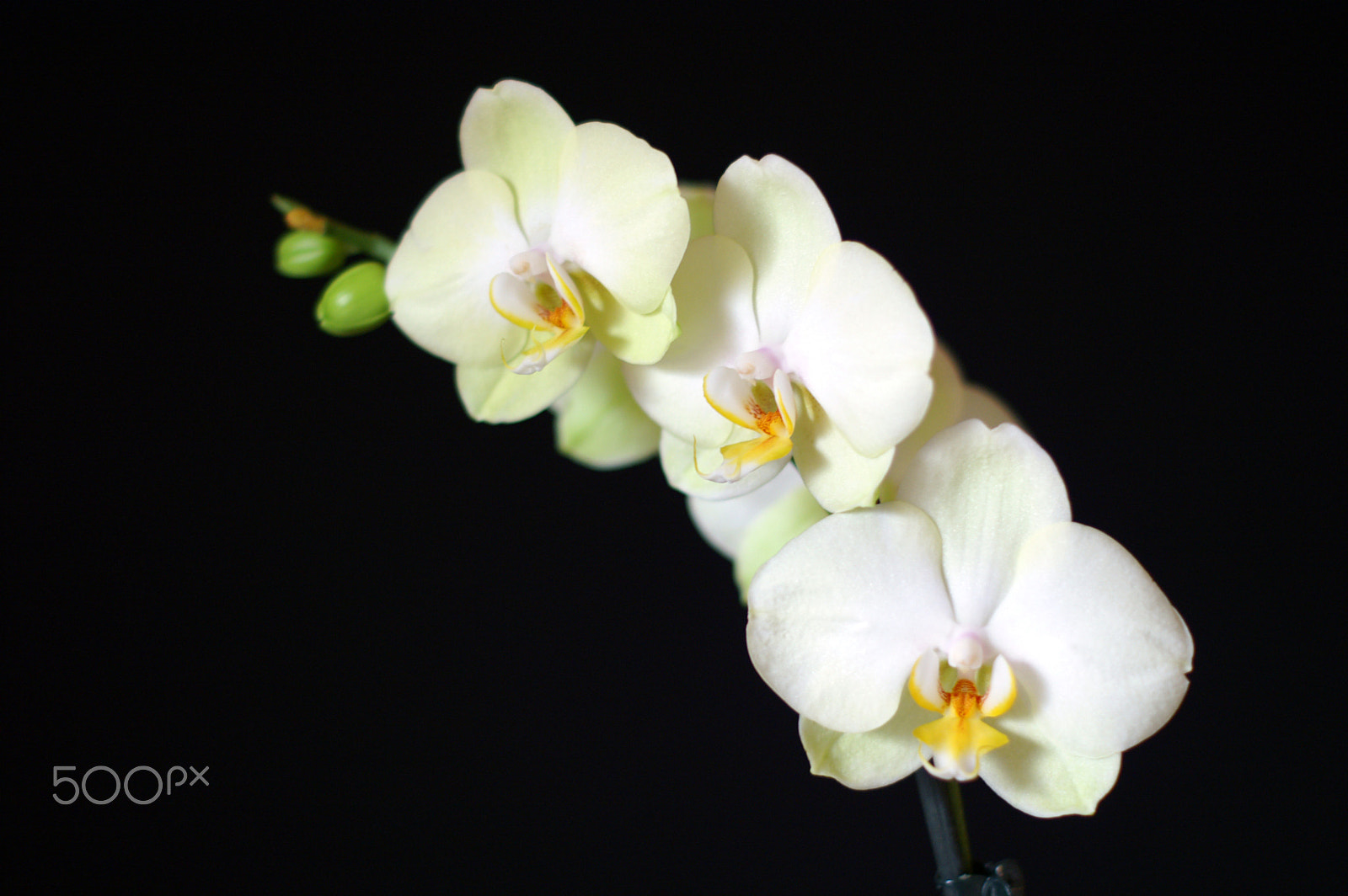 KONICA MINOLTA DYNAX 5D sample photo. Moth orchid photography