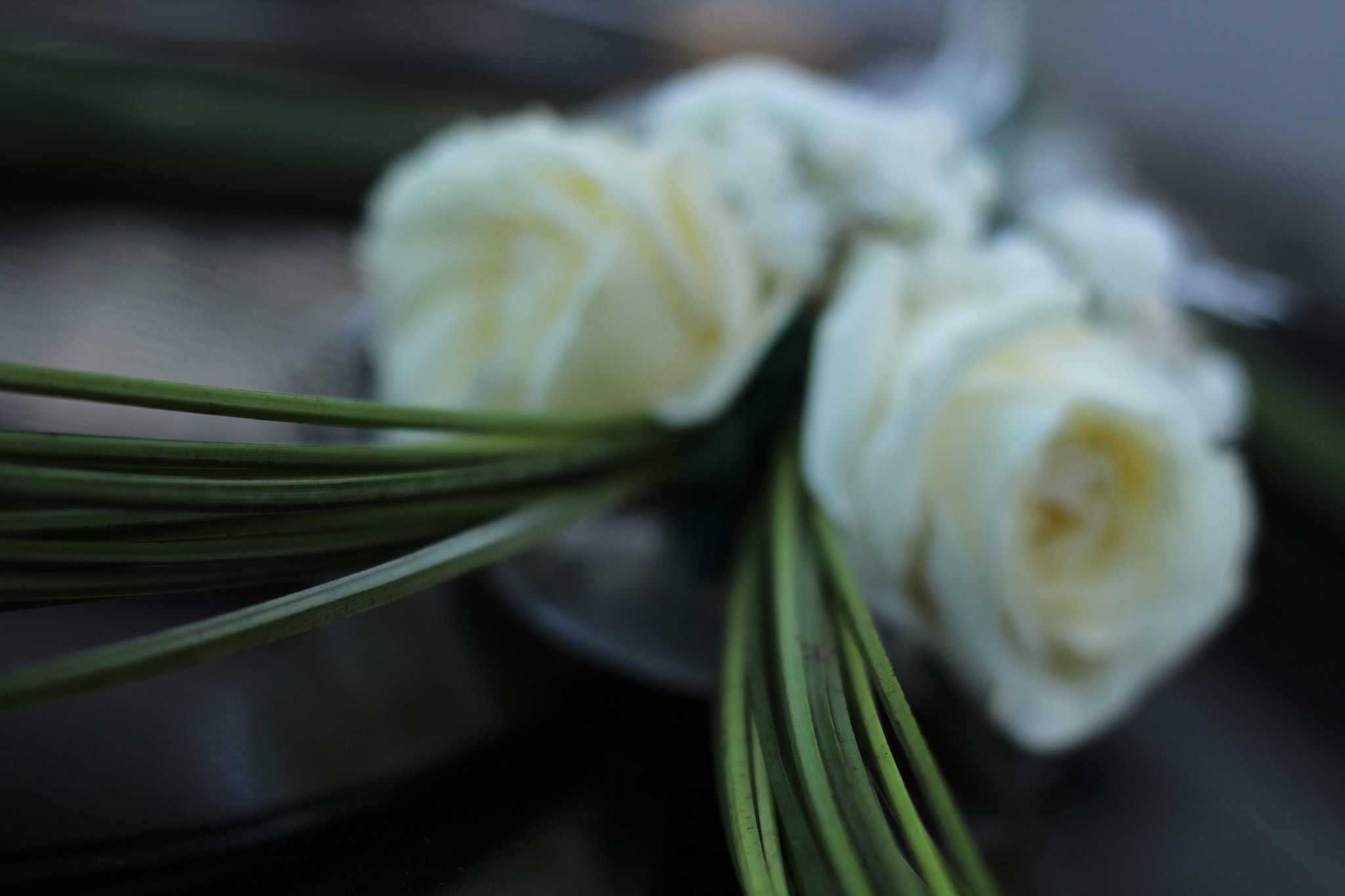 Canon 50mm sample photo. White roses photography