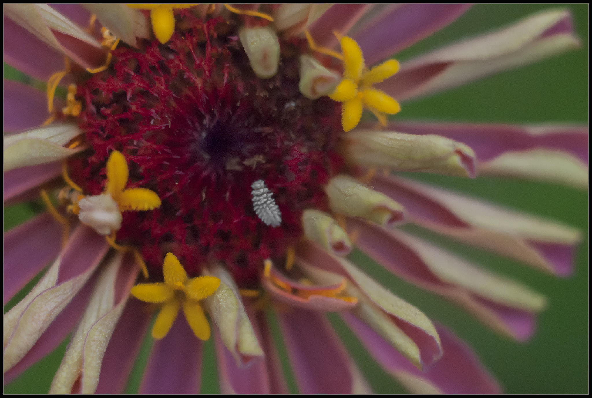 Nikon D80 sample photo. White lice? photography