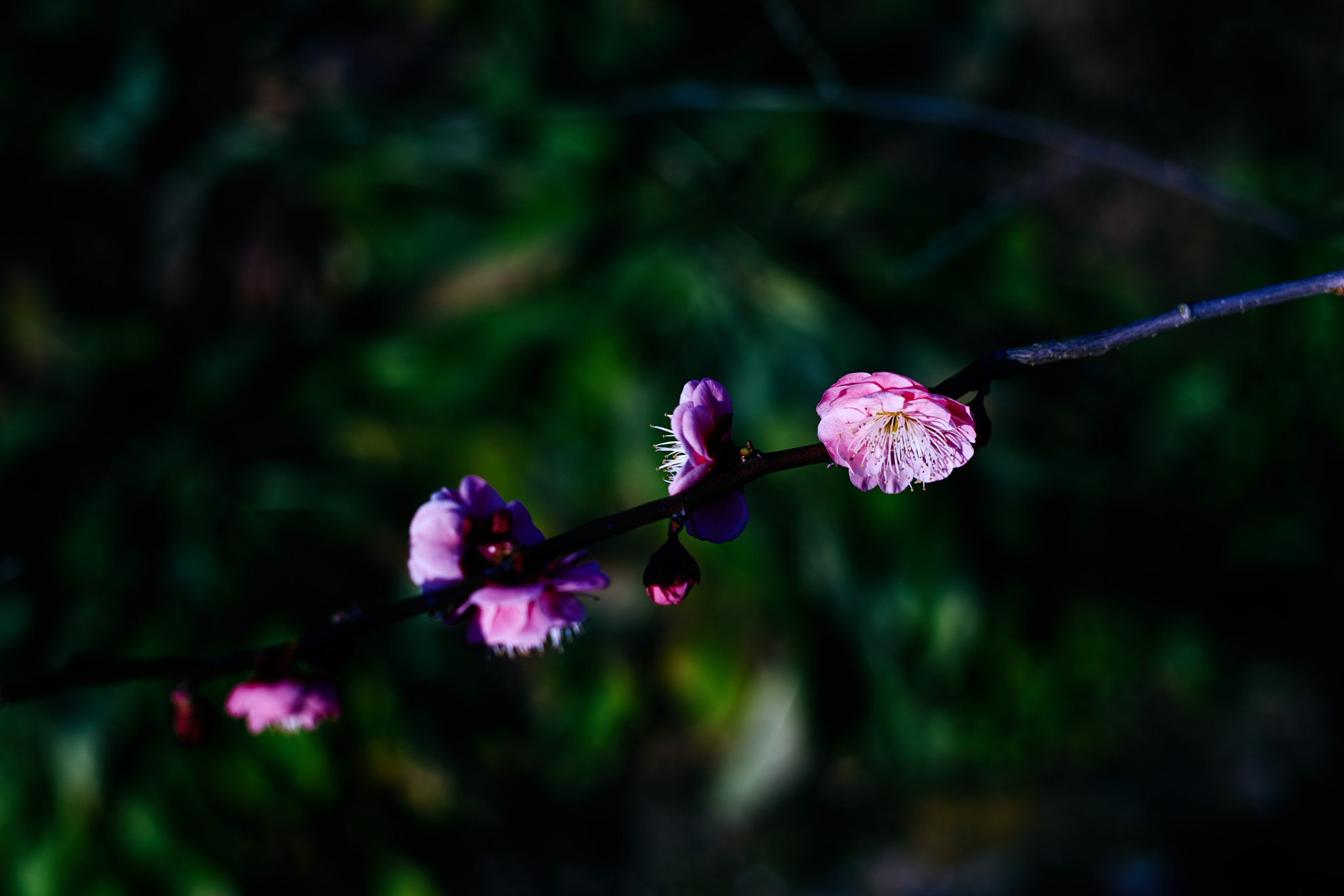 DT 40mm F2.8 SAM sample photo