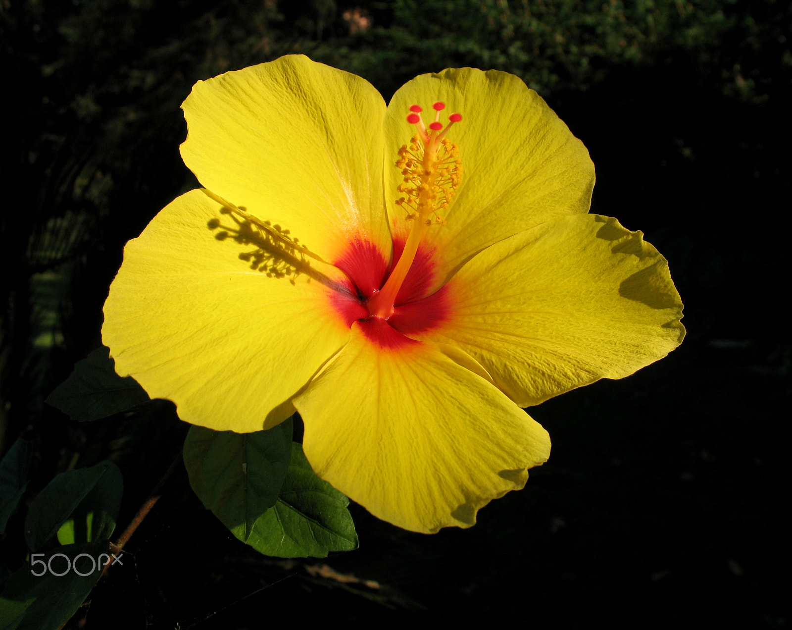Canon POWERSHOT A620 sample photo. Yellow hibiscus photography