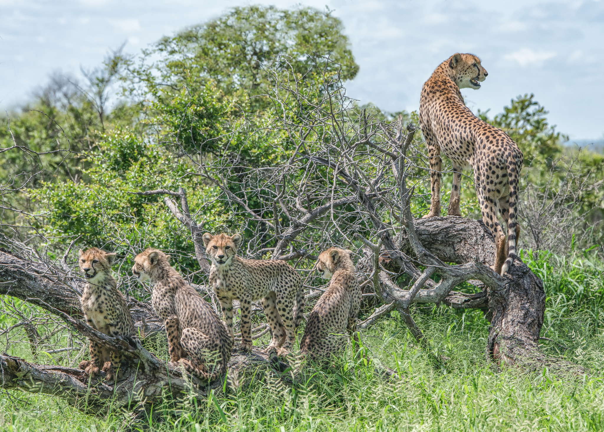 Sony 70-400mm F4-5.6 G SSM II sample photo. Cheetah family portrait photography