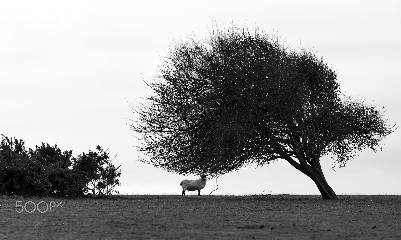 Nikon D800E + Nikon AF-S Nikkor 85mm F1.4G sample photo. Curious sheep photography