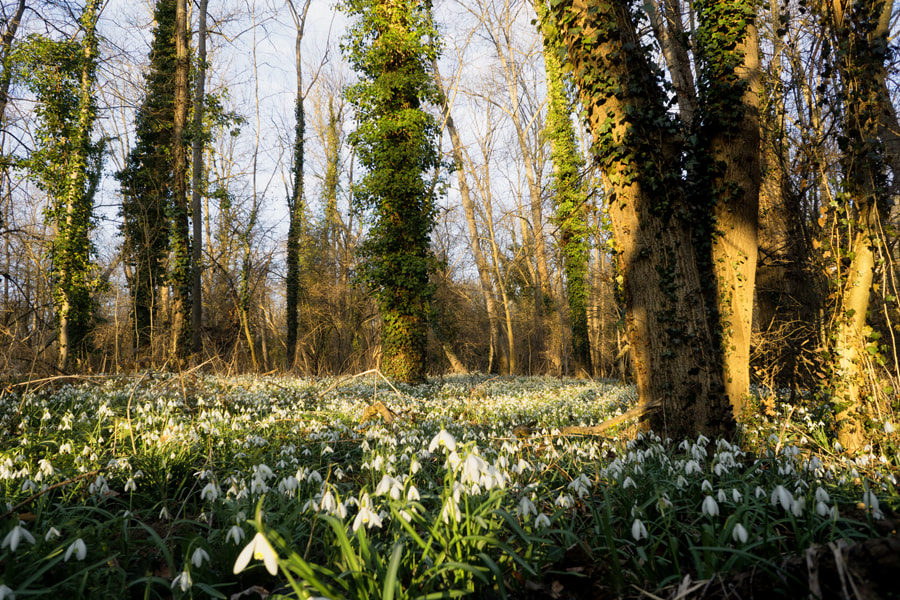 Sony a6000 + Sony E 16mm F2.8 sample photo. Snowdrops photography