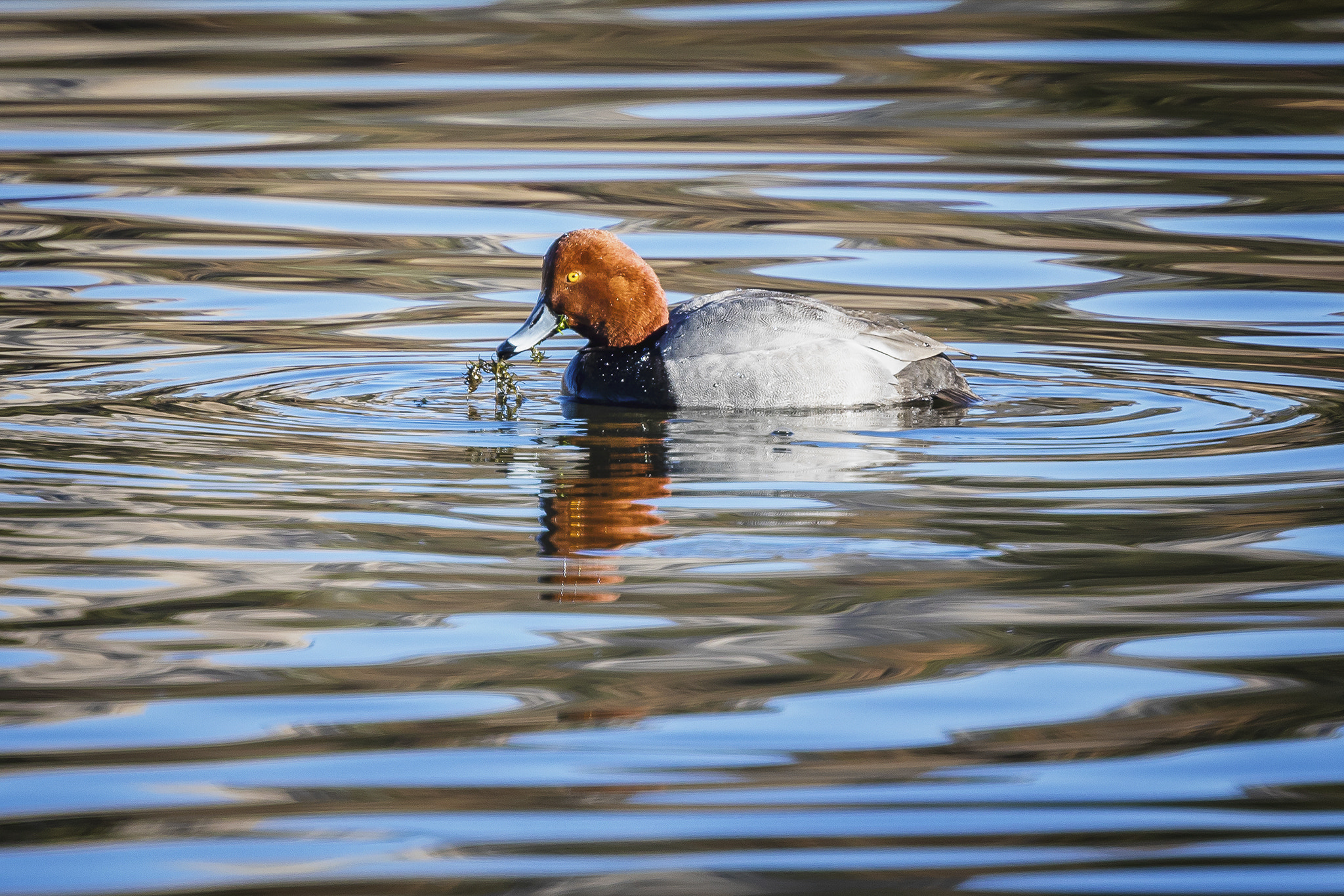 Canon EOS 5D Mark IV sample photo. Redhead male photography