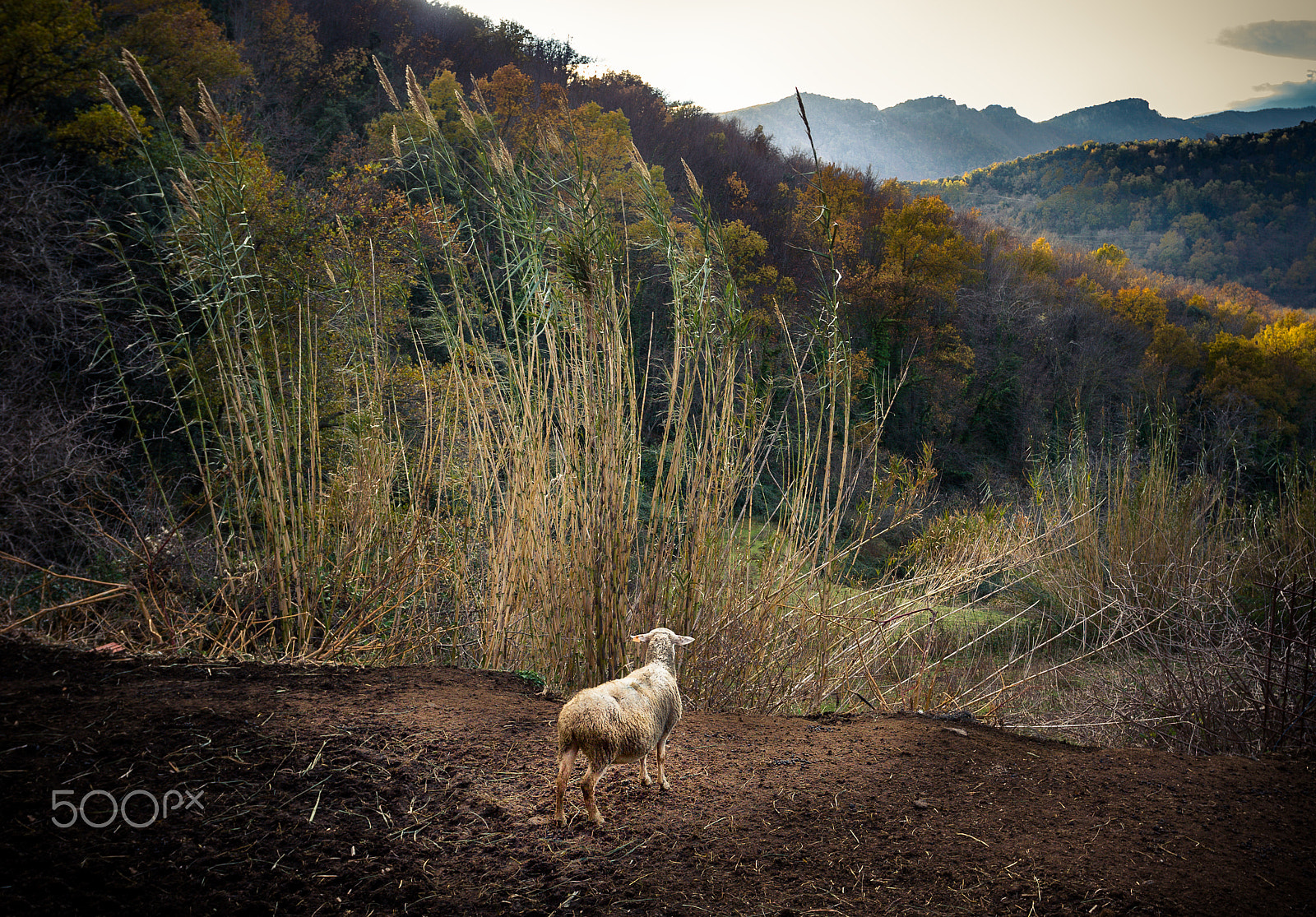 Canon EOS 30D + Canon EF 17-40mm F4L USM sample photo. Gazing hills. photography