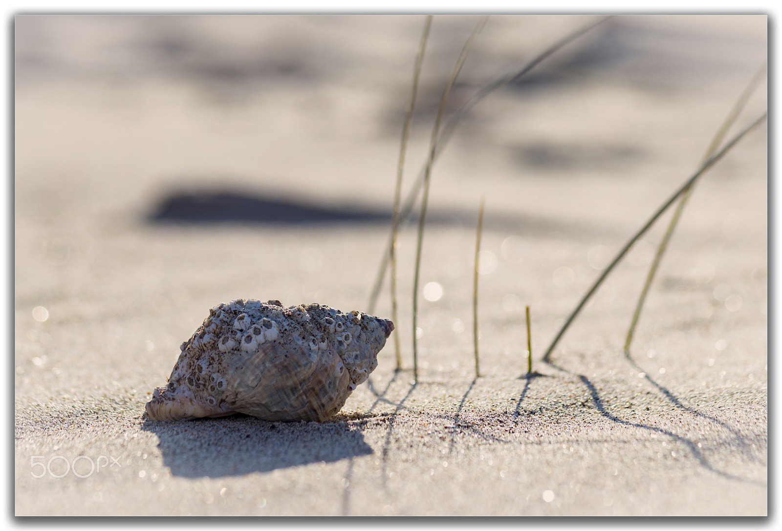 Canon EF 70-300mm F4-5.6 IS USM sample photo. Alone photography