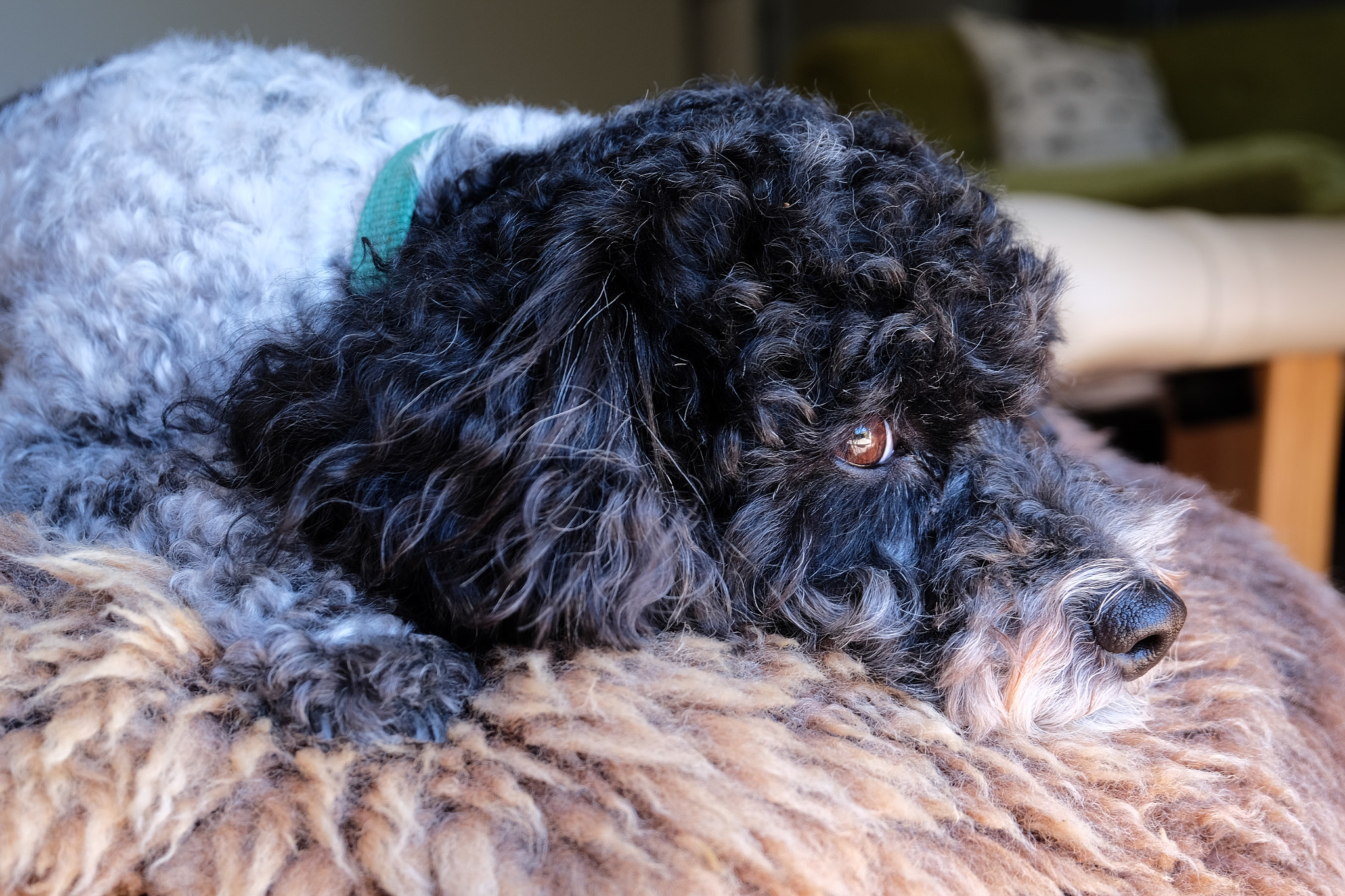 Fujifilm XC 16-50mm F3.5-5.6 OIS sample photo. This is rufus photography
