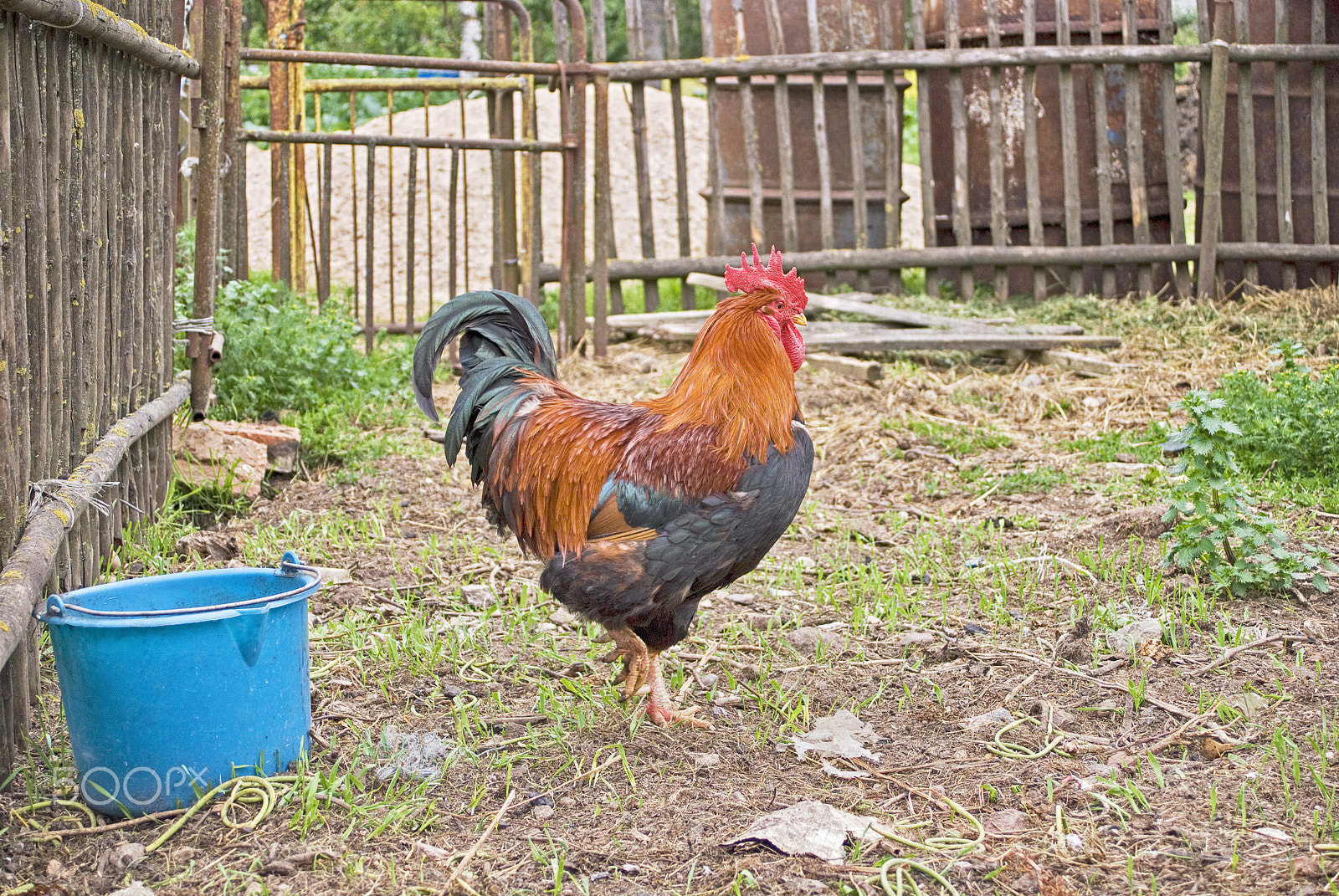 Nikon D80 sample photo. The rooster enclosure photography