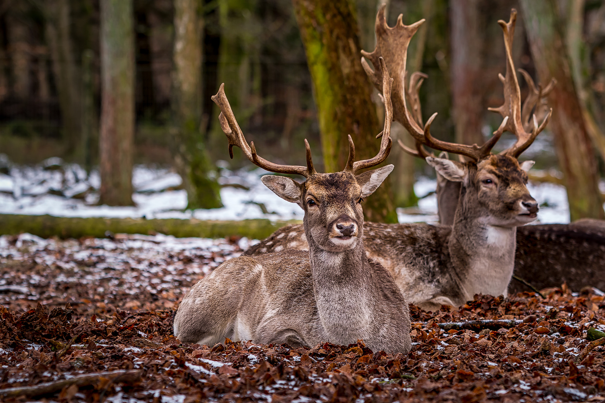 Canon EF 70-200mm F2.8L IS USM sample photo. Deer in the forest photography