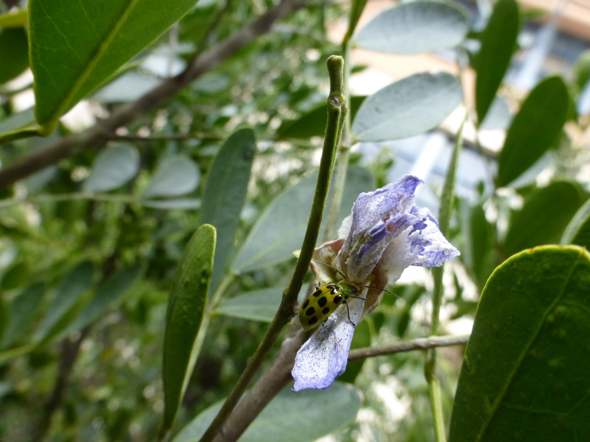 Panasonic Lumix DMC-ZS25 (Lumix DMC-TZ35) sample photo. Green bug on mt laurel shrub photography