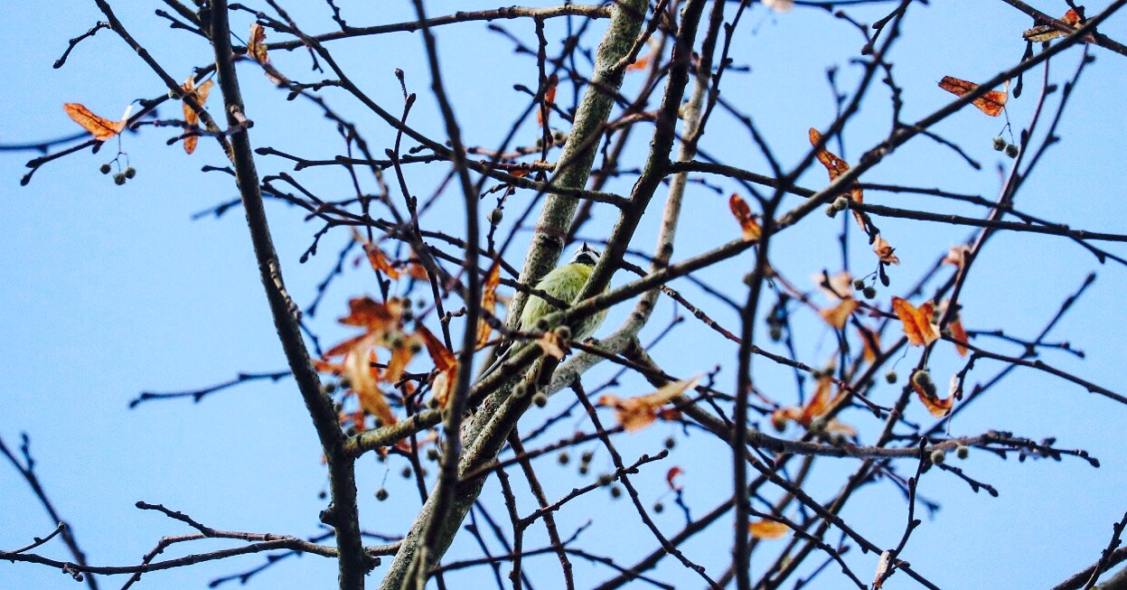 Canon EF-S 55-250mm F4-5.6 IS STM sample photo