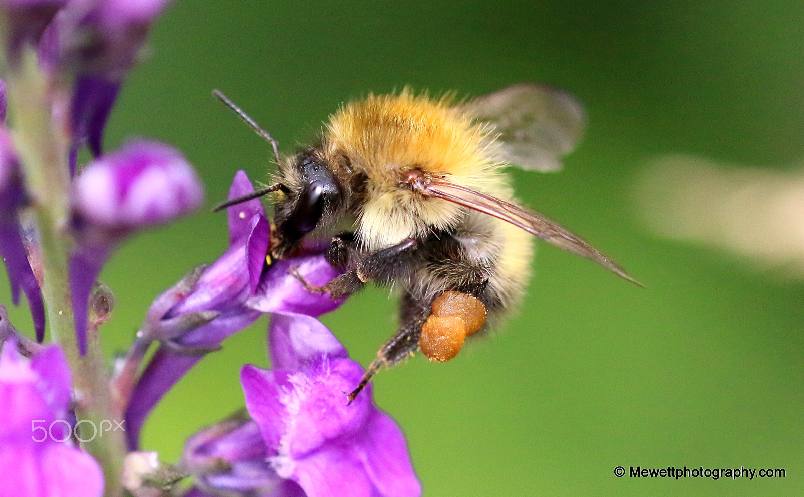 Canon EOS 70D sample photo. The bee...... photography