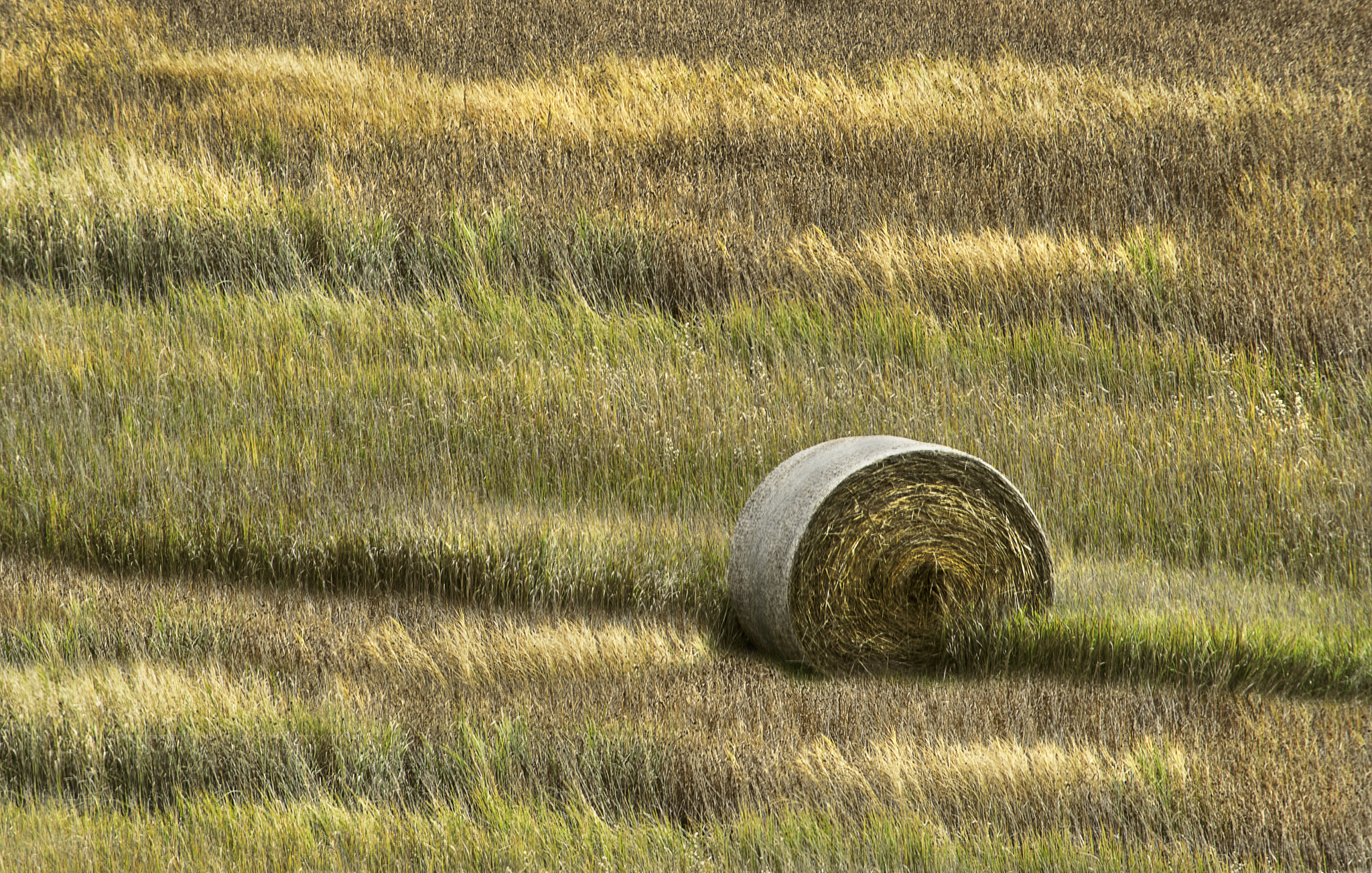 Sony a7R + Sony 75-300mm F4.5-5.6 sample photo. Hay photography