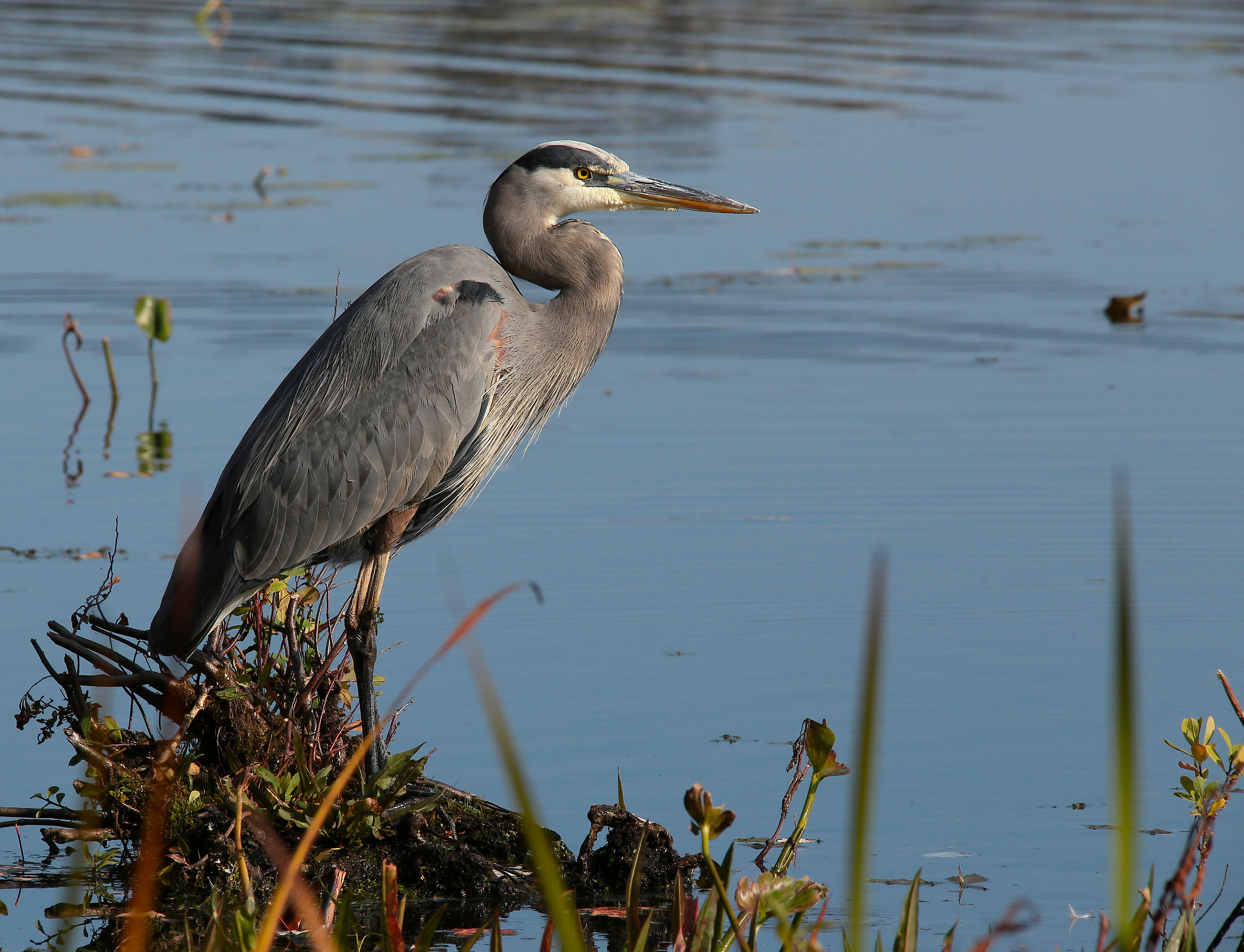 Sigma 150-500mm F5-6.3 DG OS HSM sample photo. Sunset on the marsh photography