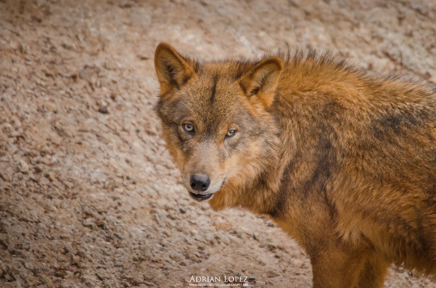 Sigma 150-500mm F5-6.3 DG OS HSM sample photo. Lobo photography