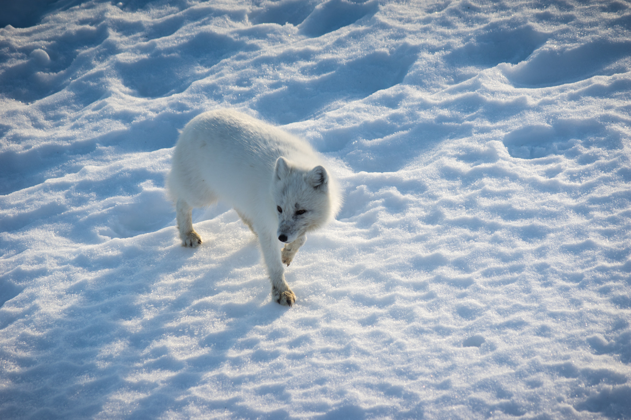 Pentax smc DA 50-200mm F4-5.6 ED WR sample photo. White on white. photography
